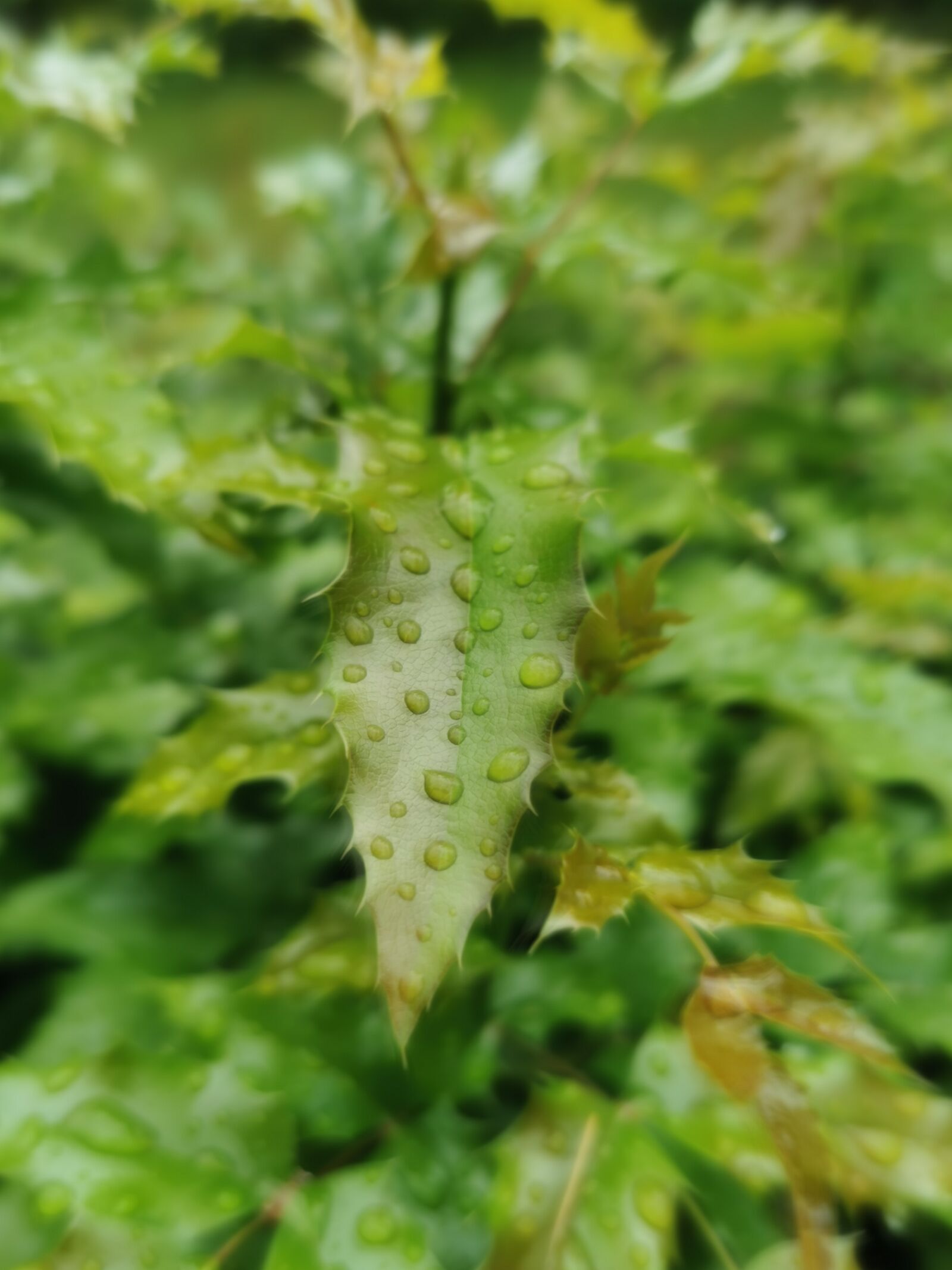 HUAWEI P30 Pro sample photo. Water, drops, grass photography