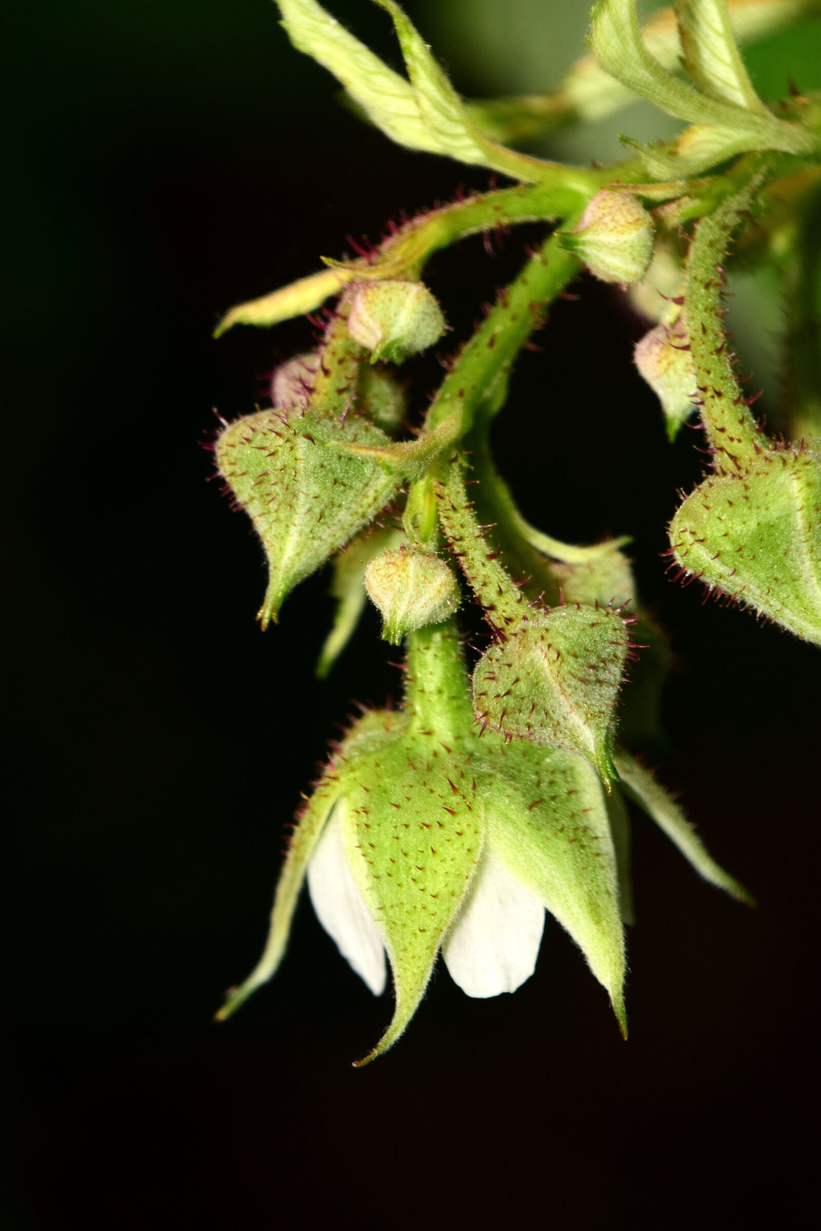 Nikon D3300 sample photo. Blossom, bloom, bud photography