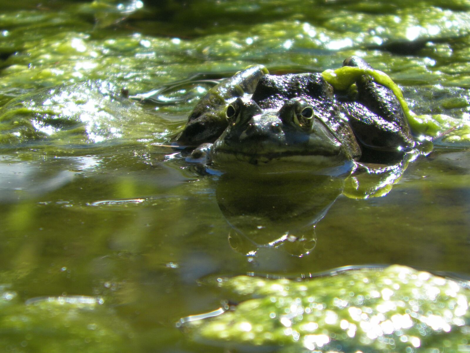 Kodak EASYSHARE Z5010 DIGITAL CAMERA sample photo. Frog, pond, algae photography