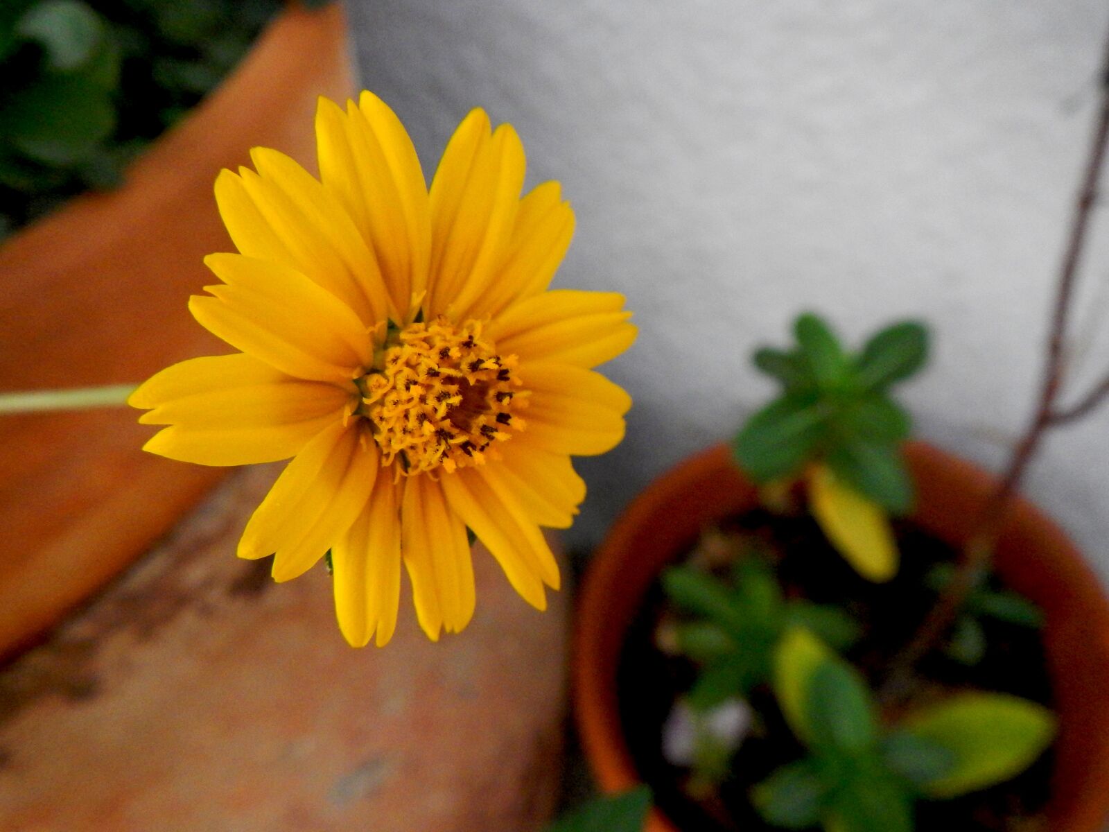 Nikon Coolpix AW110 sample photo. Yellow flower, garden, yellow photography