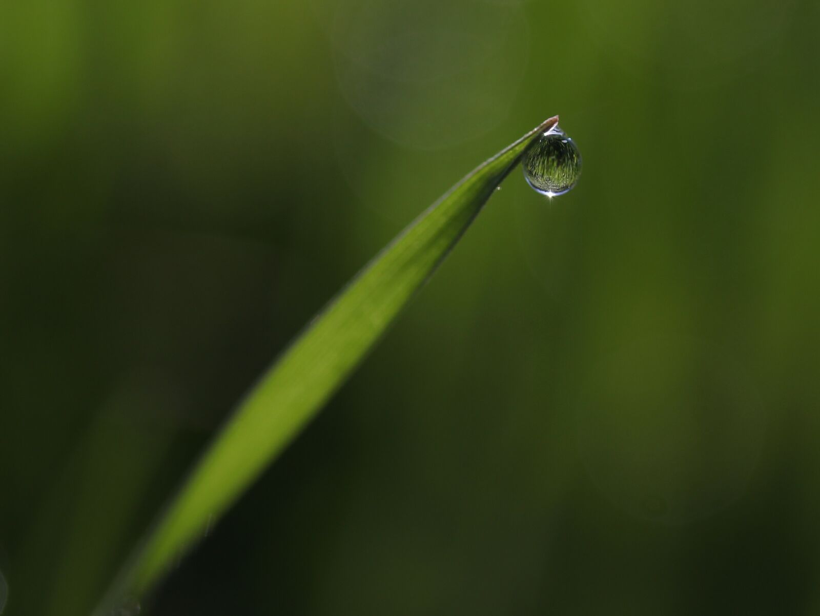 Canon EF-S 60mm F2.8 Macro USM sample photo. Grass, dew, green photography