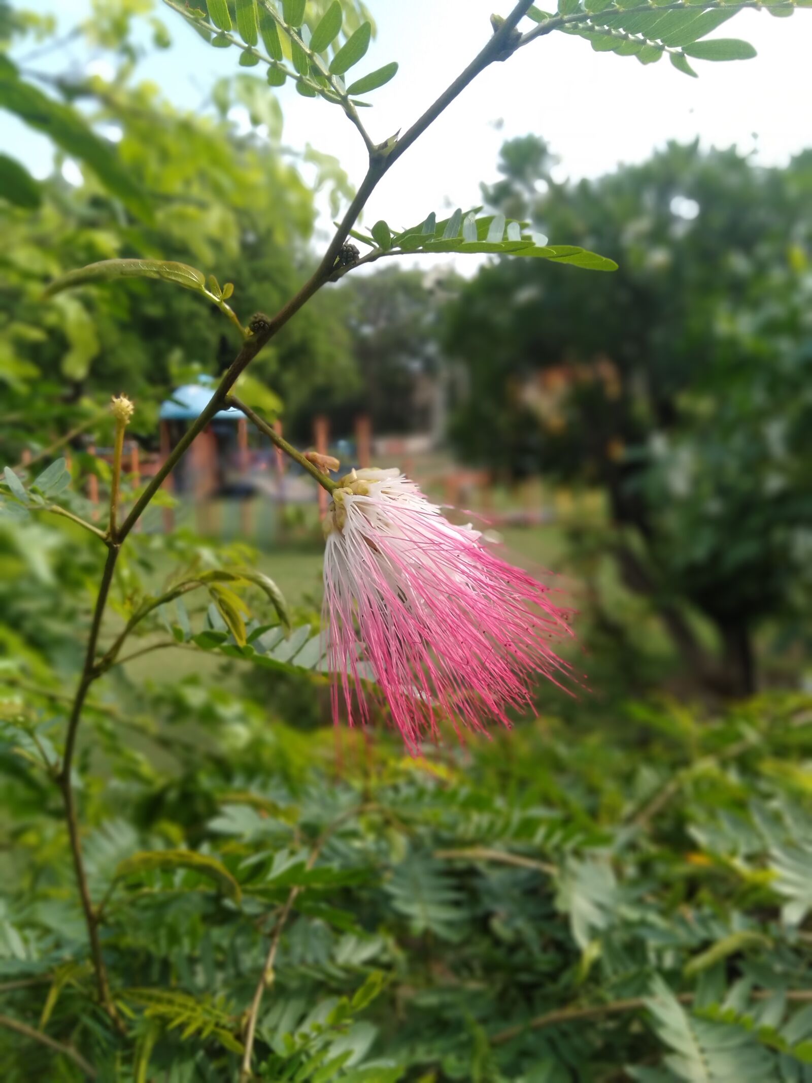 OPPO A3S sample photo. Flora, flower highlight, green photography