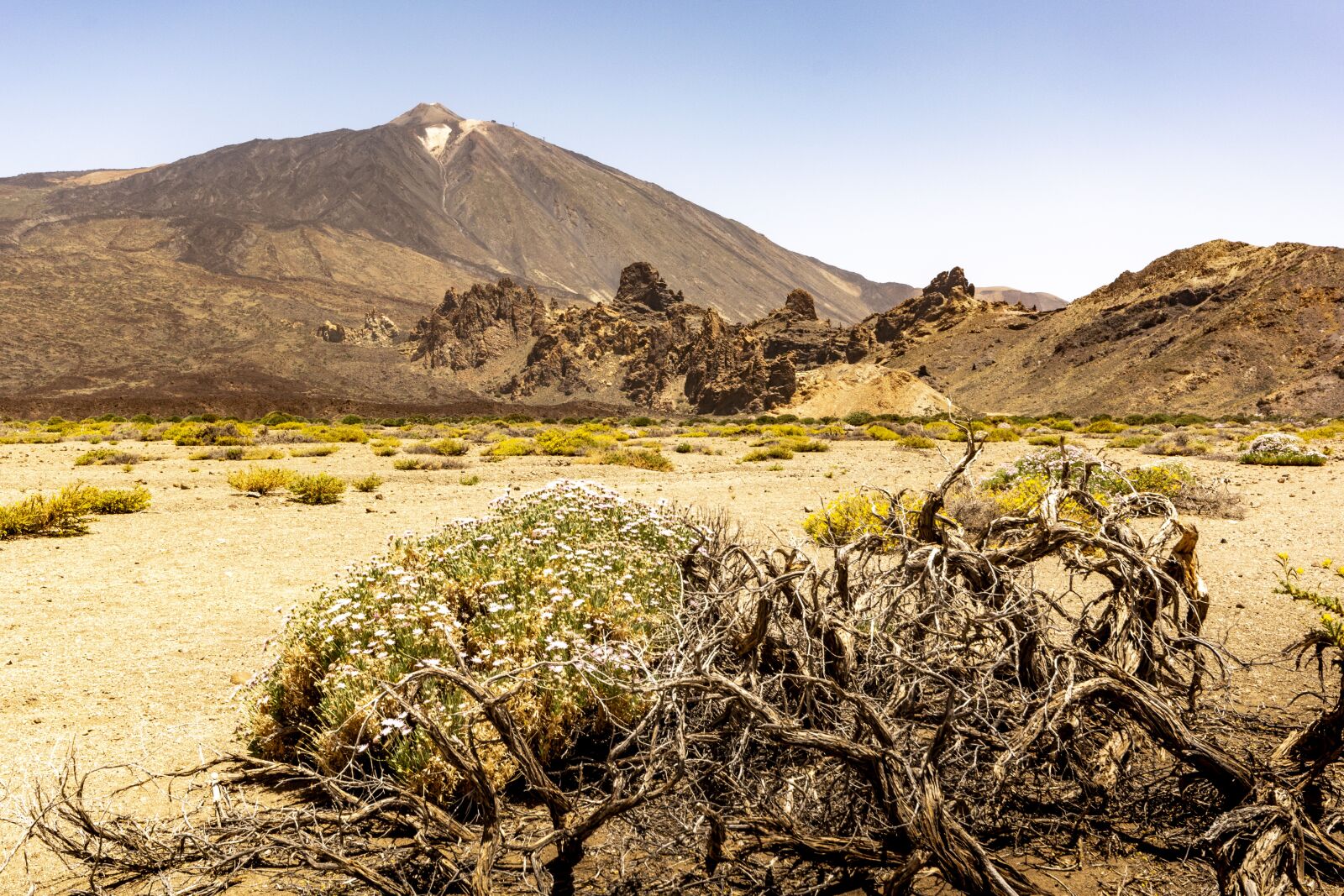 Nikon D5200 sample photo. Desert, tenerife, cactus photography