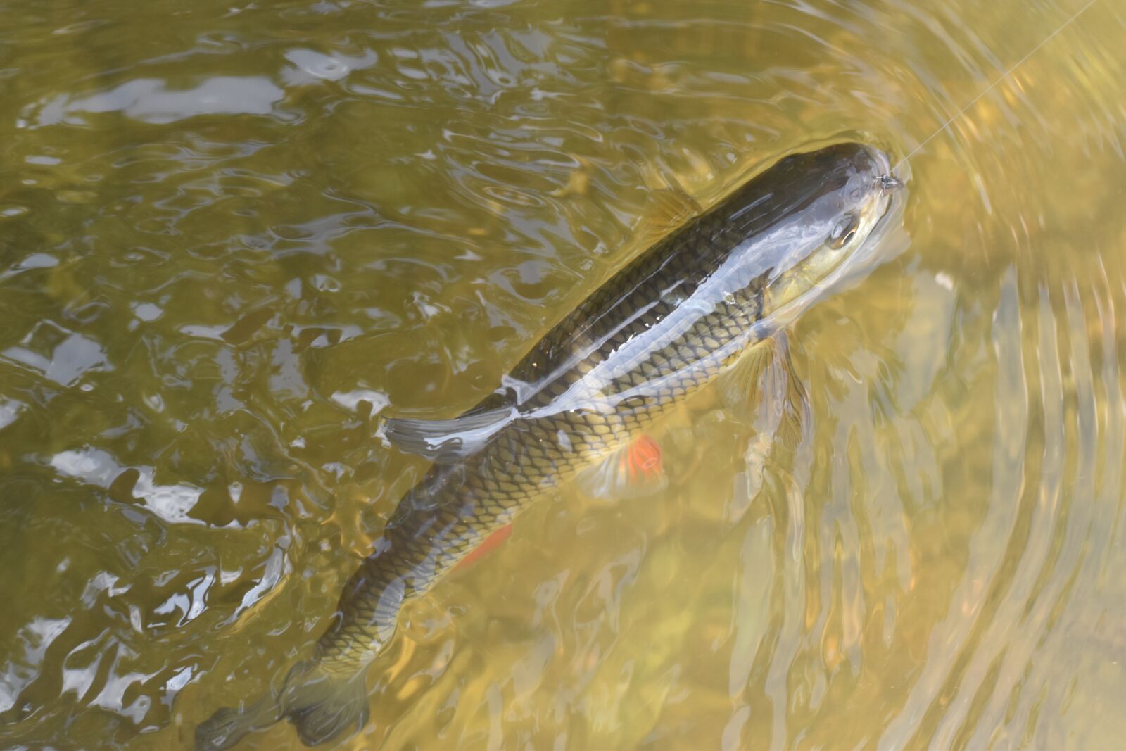 Nikon D3500 sample photo. Chub, fish, fishing photography