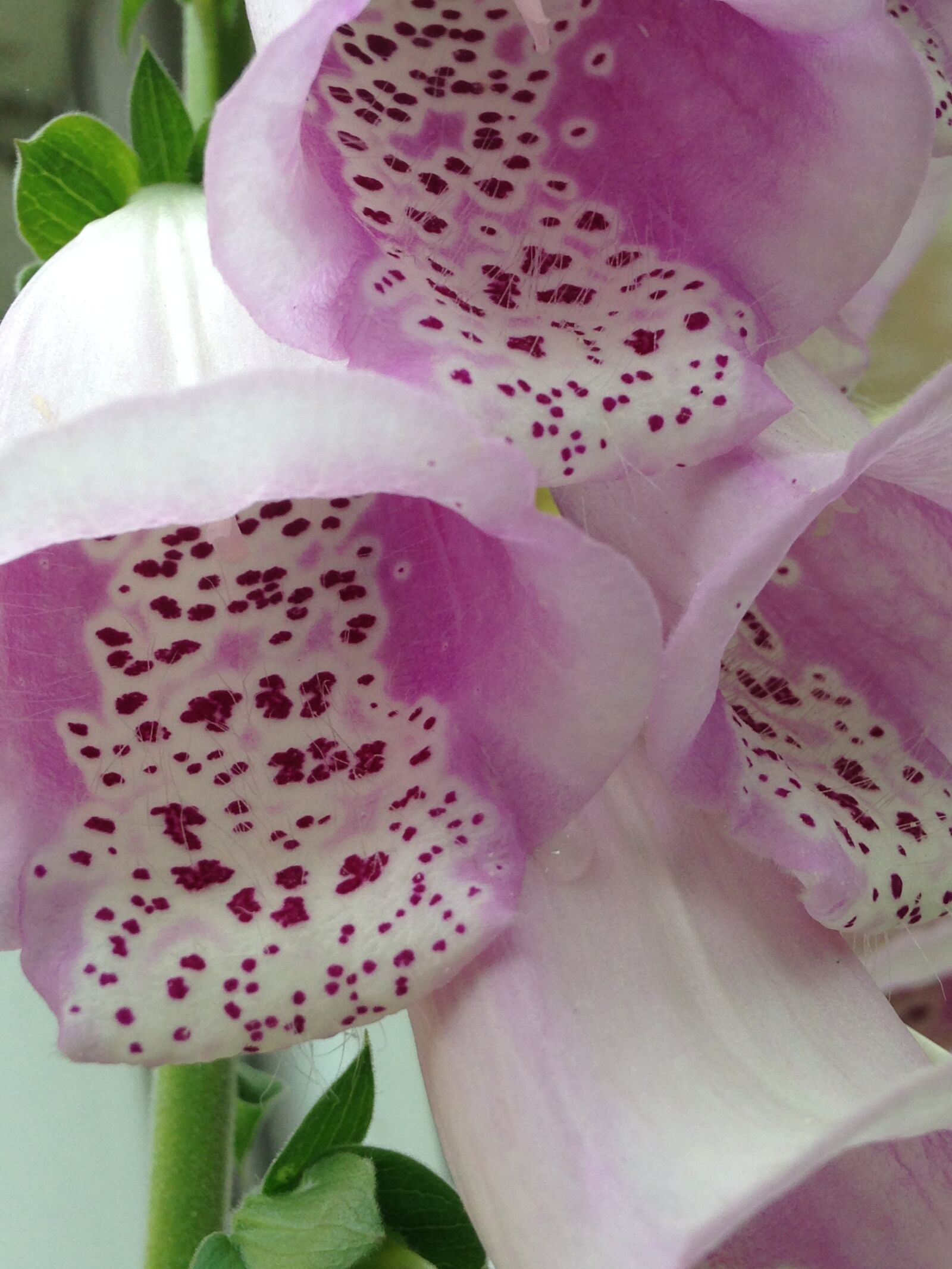iPhone 5c back camera 4.12mm f/2.4 sample photo. Foxglove, flower, plant photography