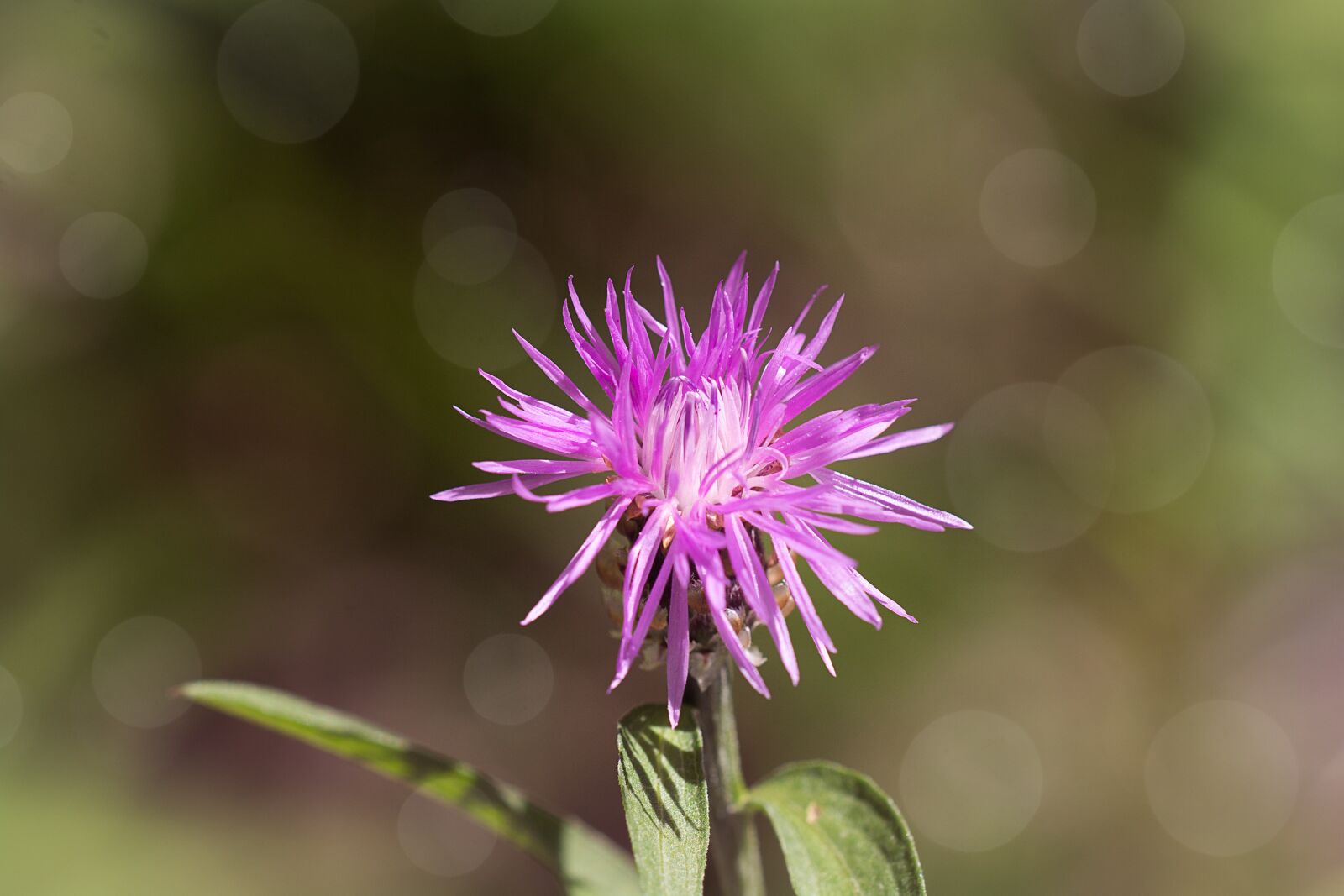 Nikon D7100 sample photo. Flower, purple, blossom photography