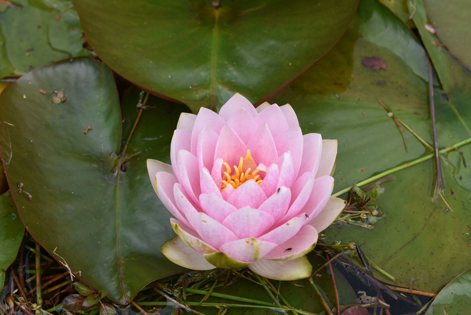 Nikon D3400 sample photo. Waterlily, flower, garden photography