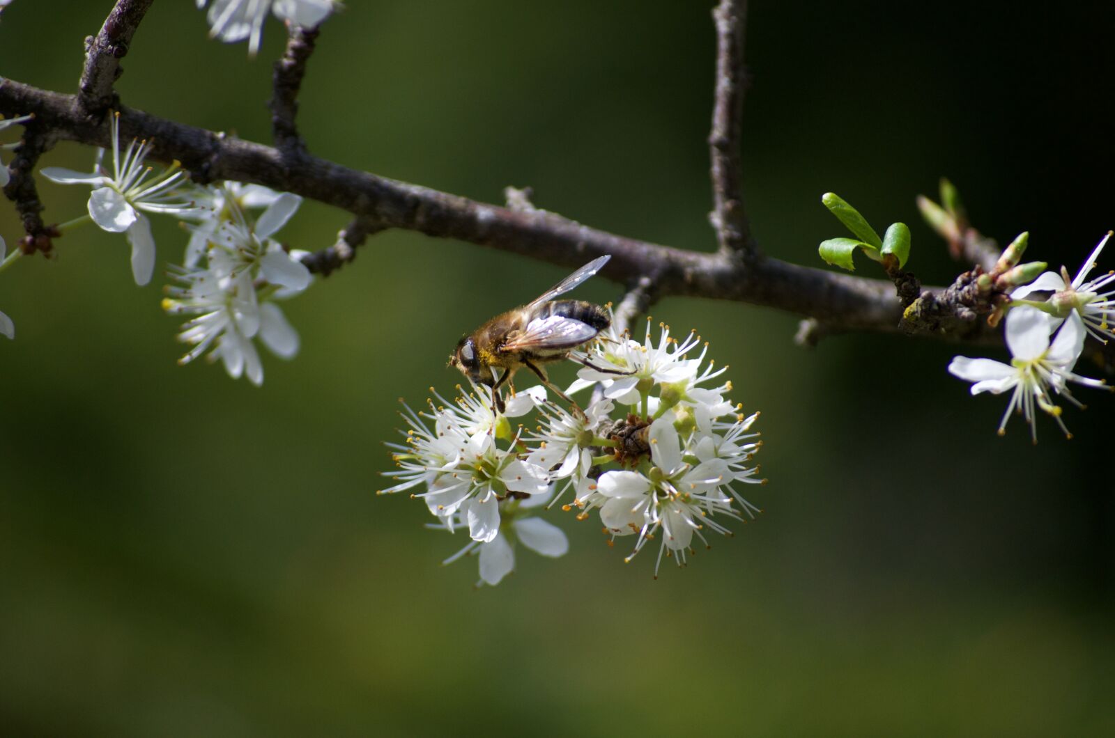 Nikon D5100 sample photo. Nature, flower, tree photography
