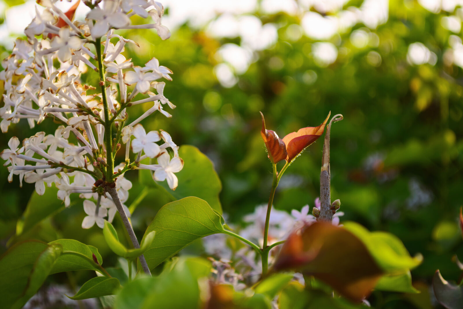 Nikon D5300 sample photo