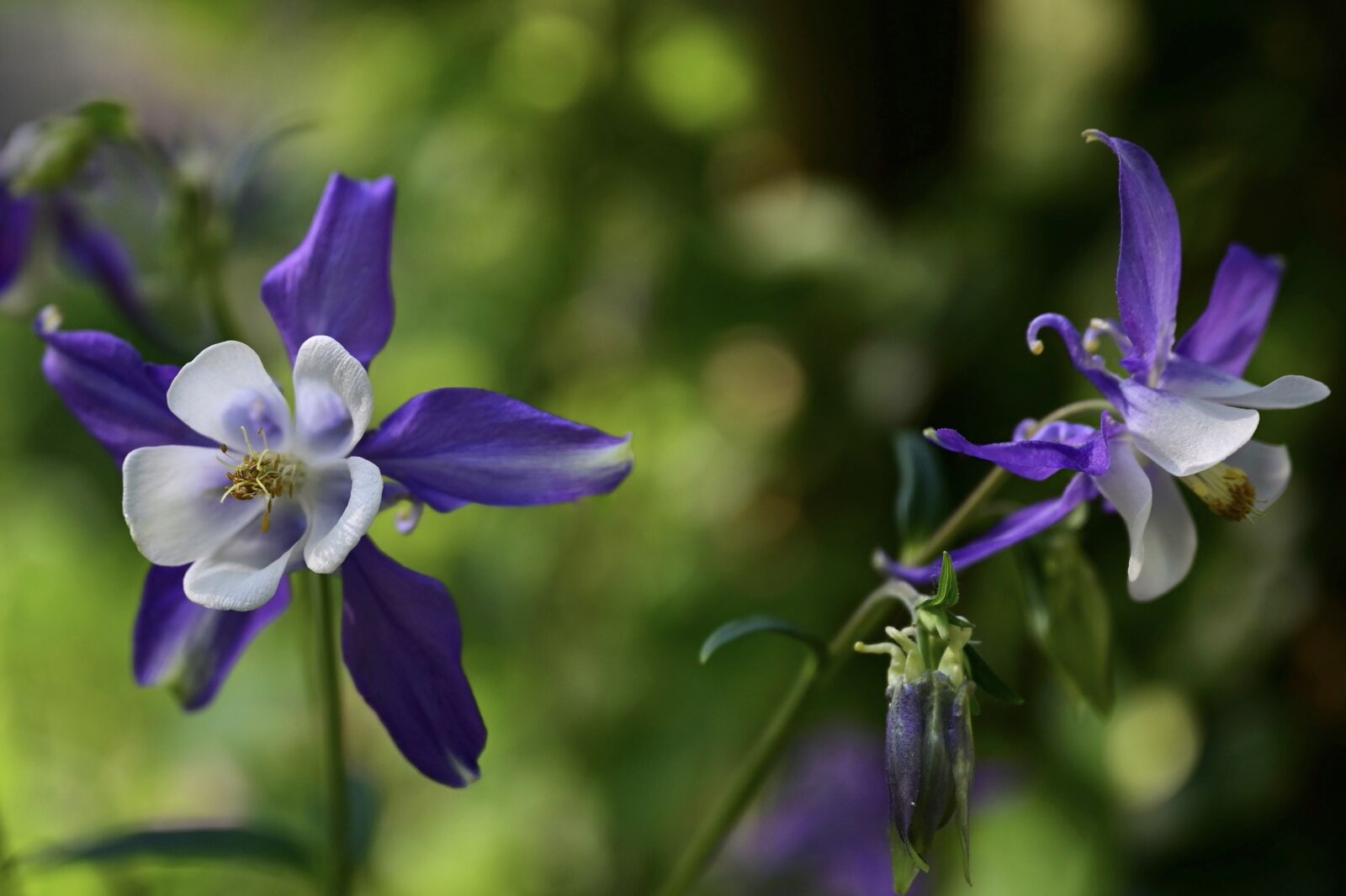 Nikon Z6 sample photo. Columbine, blossom, bloom photography