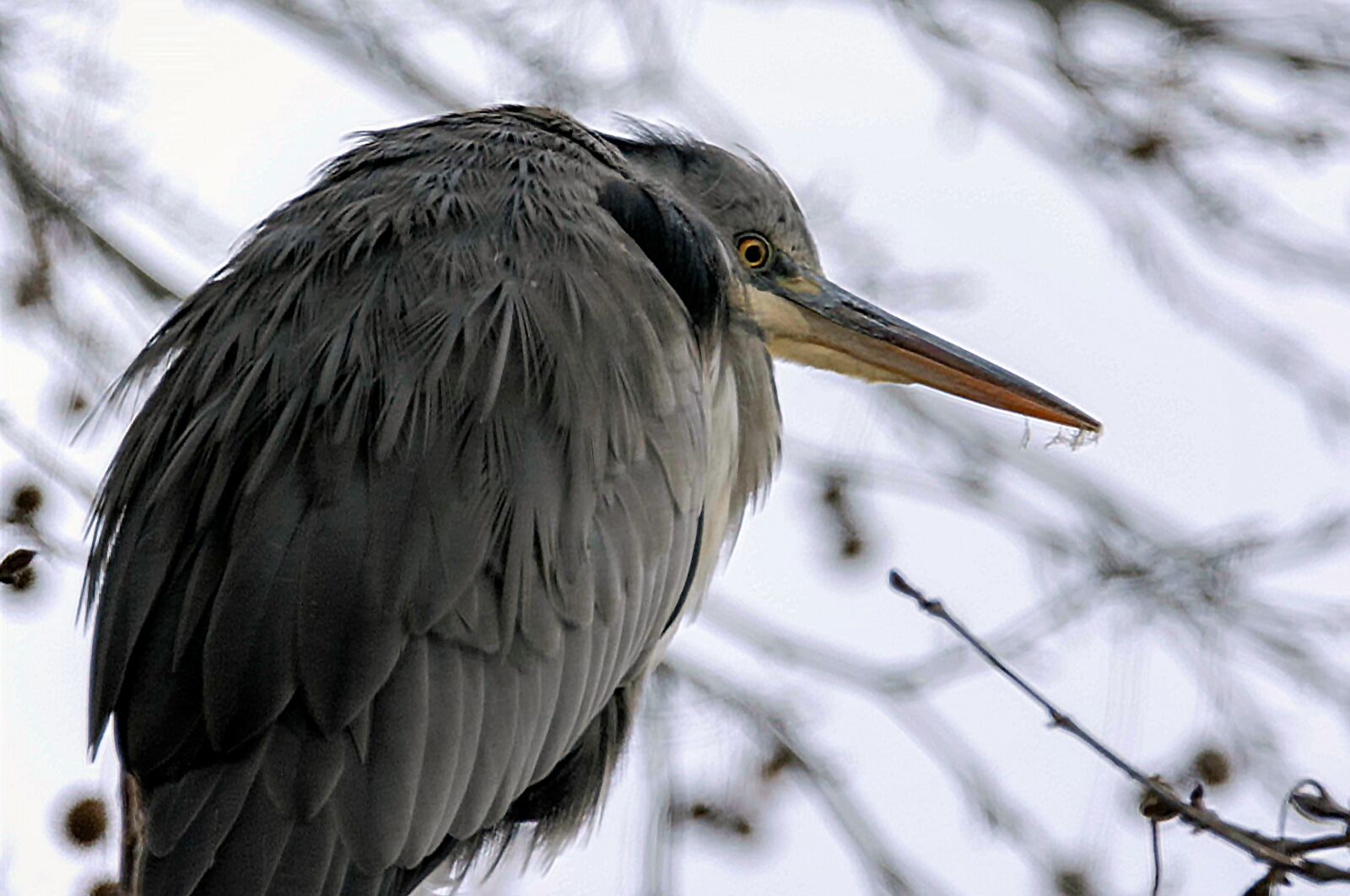 Nikon D7200 sample photo. Nature, animal, branch photography