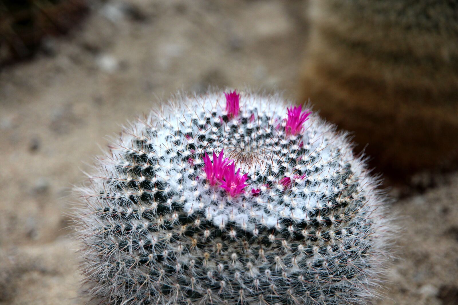 Canon EOS 650D (EOS Rebel T4i / EOS Kiss X6i) sample photo. Cactus, mammillaria, mammillaria laui photography