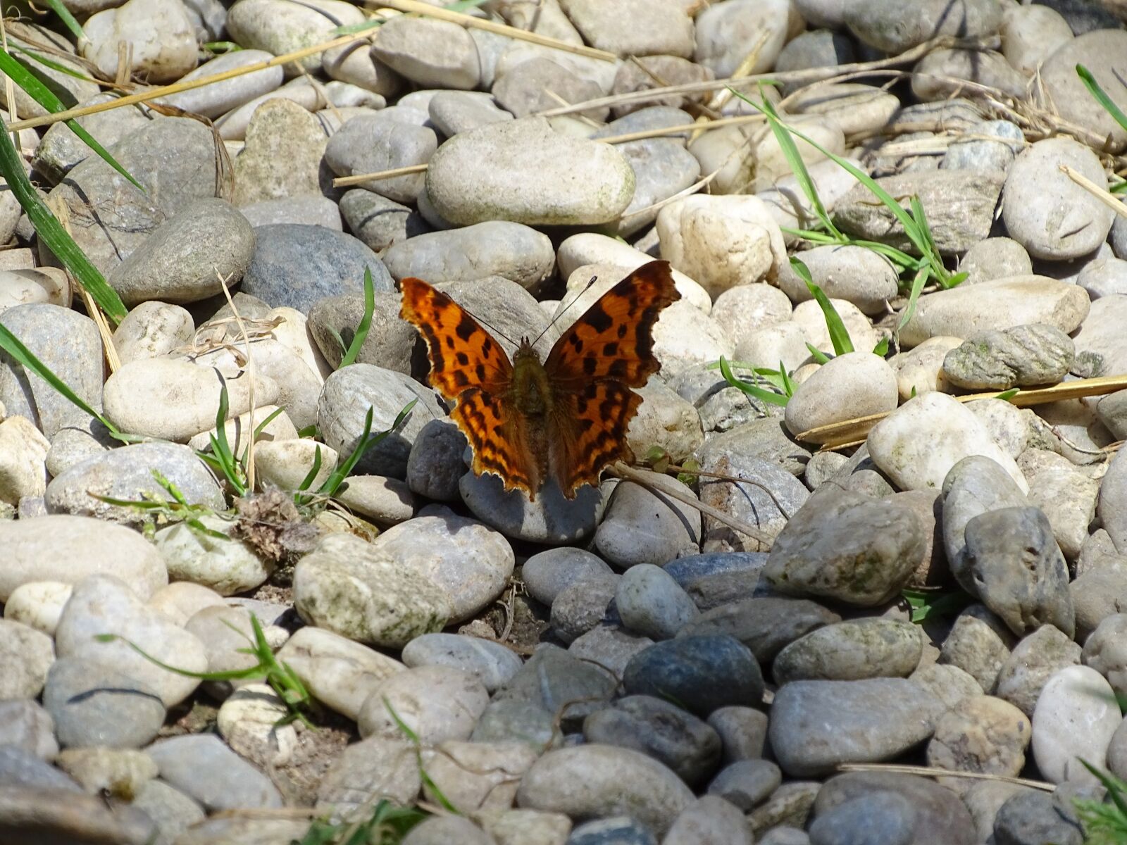 Sony Cyber-shot DSC-HX400V sample photo. C falter, edelfalter, butterfly photography