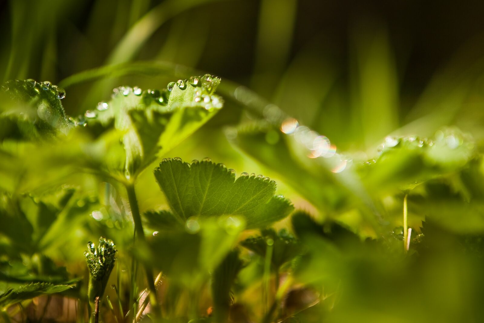 Canon EOS 5D sample photo. Sheet, nature, plant photography