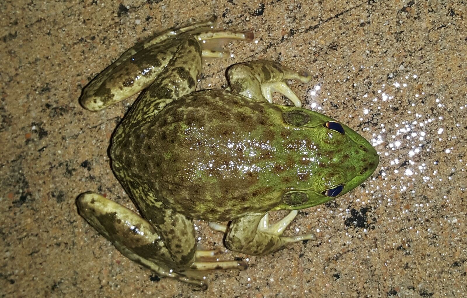 Samsung Galaxy Note5 sample photo. Bullfrog, american bullfrog, frog photography