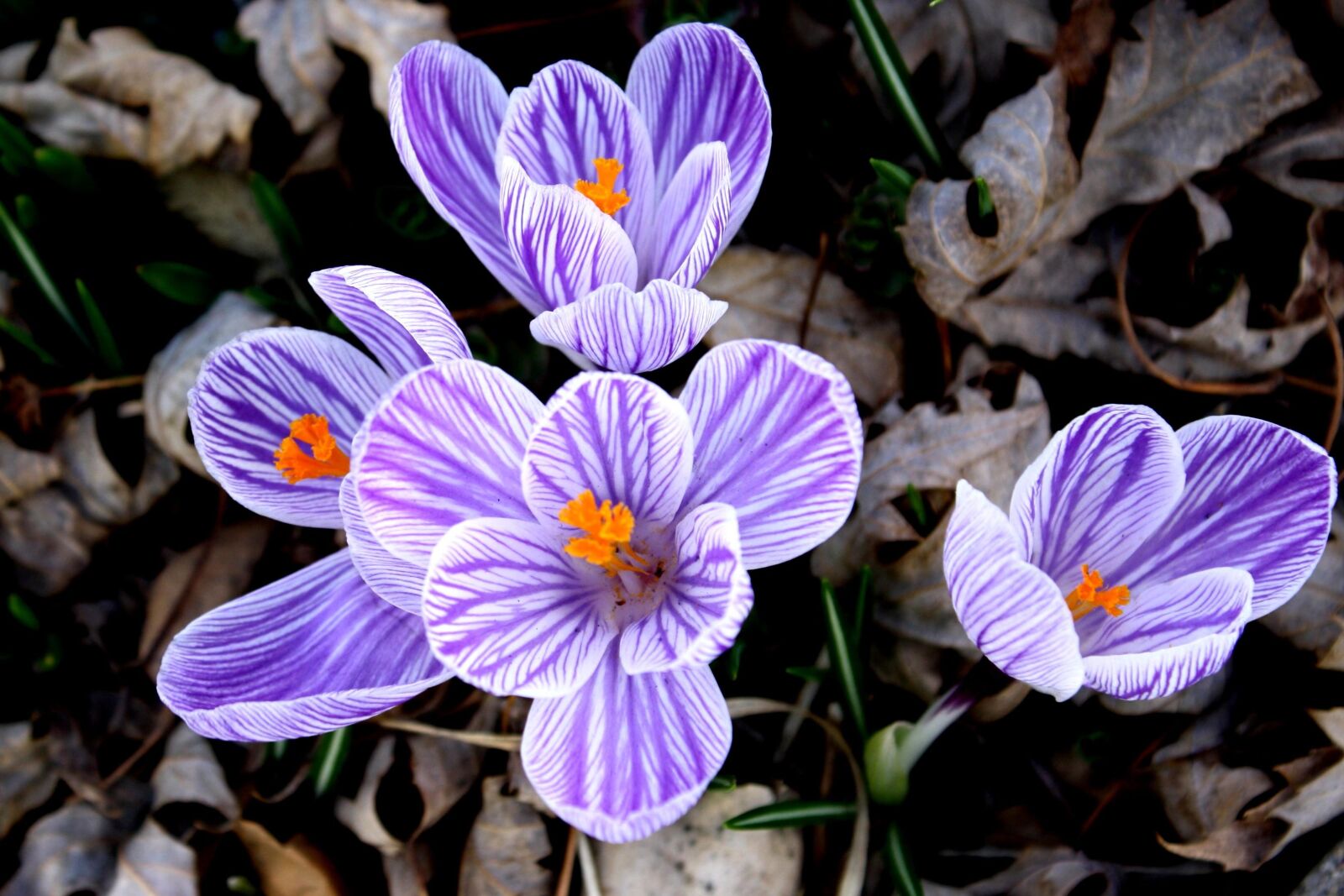 Canon EOS 1000D (EOS Digital Rebel XS / EOS Kiss F) + f/3.5-5.6 IS sample photo. Crocus flower, purple, white photography
