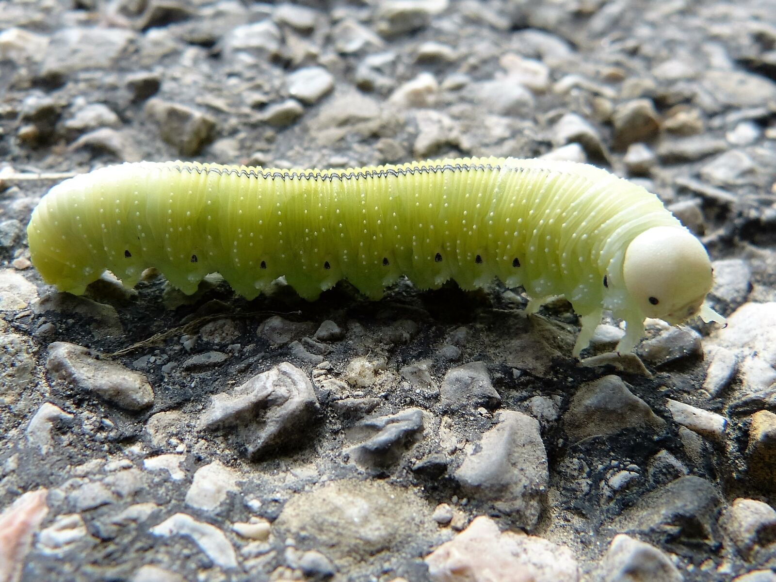 Panasonic Lumix DMC-FZ150 sample photo. Light green, caterpillar, green photography