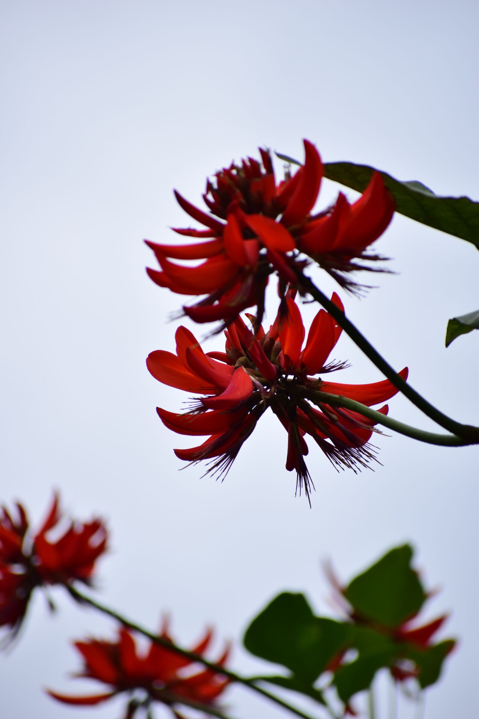 Nikon D5300 sample photo. Flower, red, devil photography