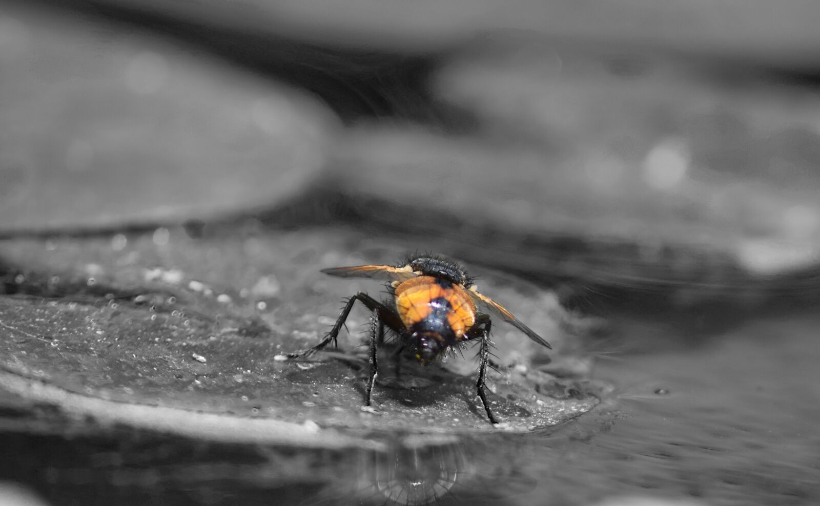 Nikon D3300 sample photo. Insect, water lily, insects photography