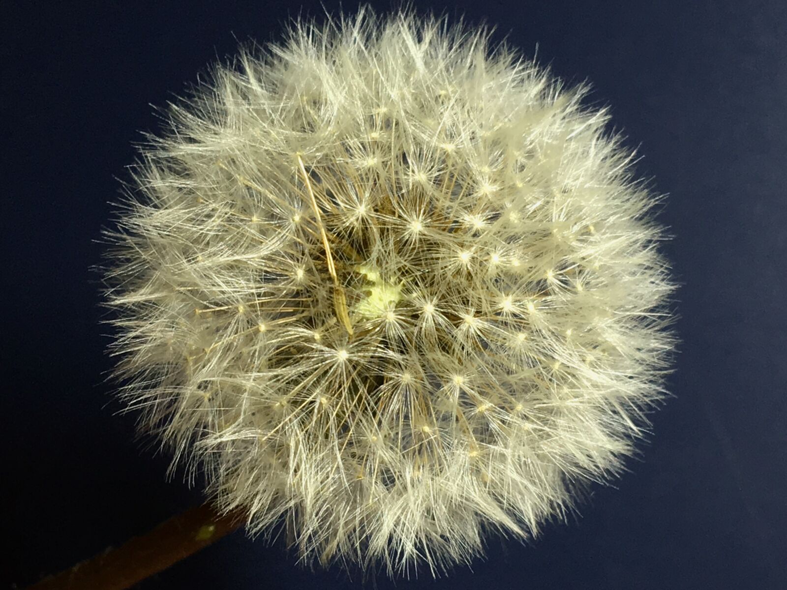 iPhone 6s Plus back camera 4.15mm f/2.2 sample photo. Dandelion, seeds, flower photography