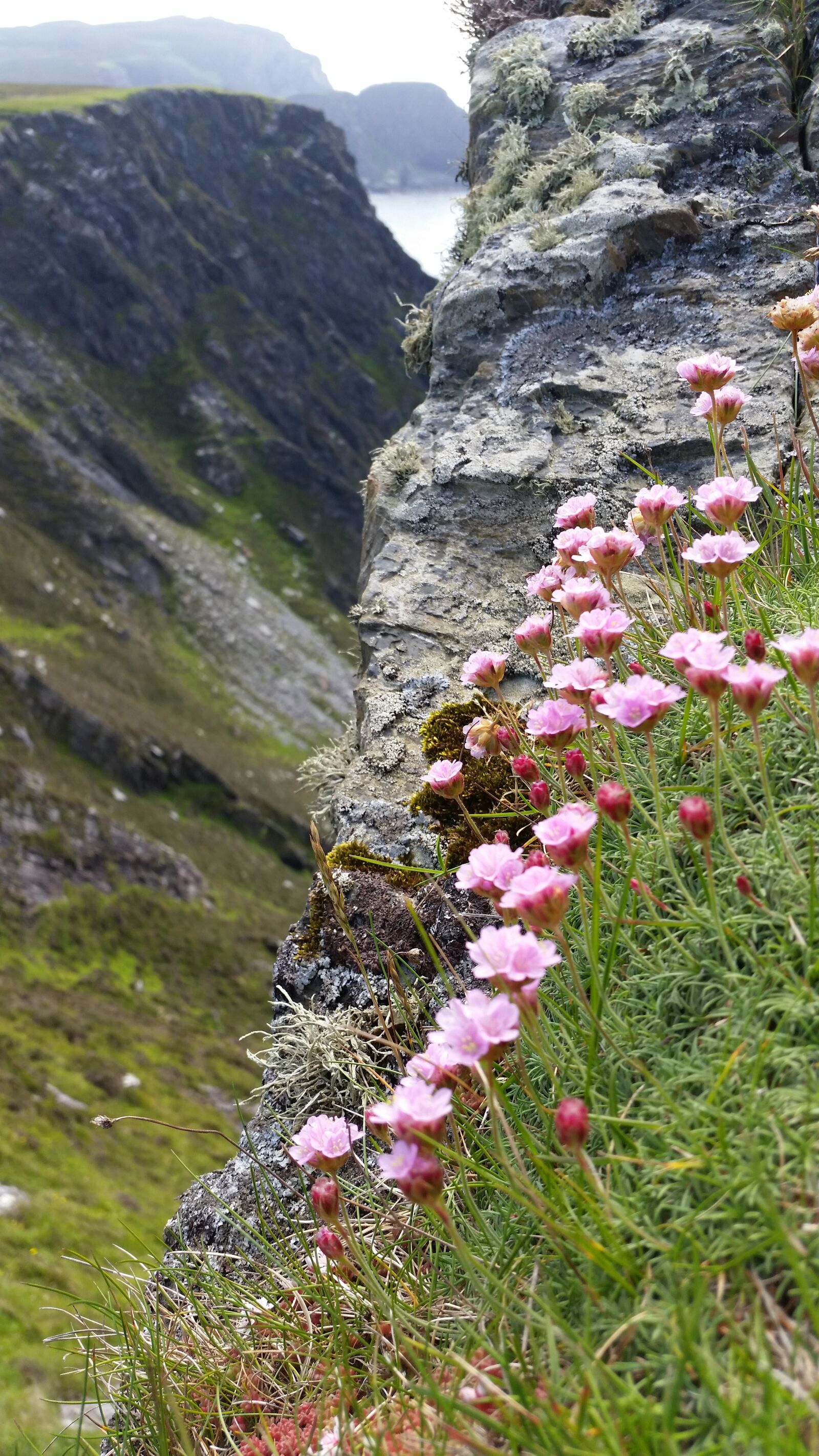 Samsung Galaxy S5 sample photo. Nature, flowers, coast photography