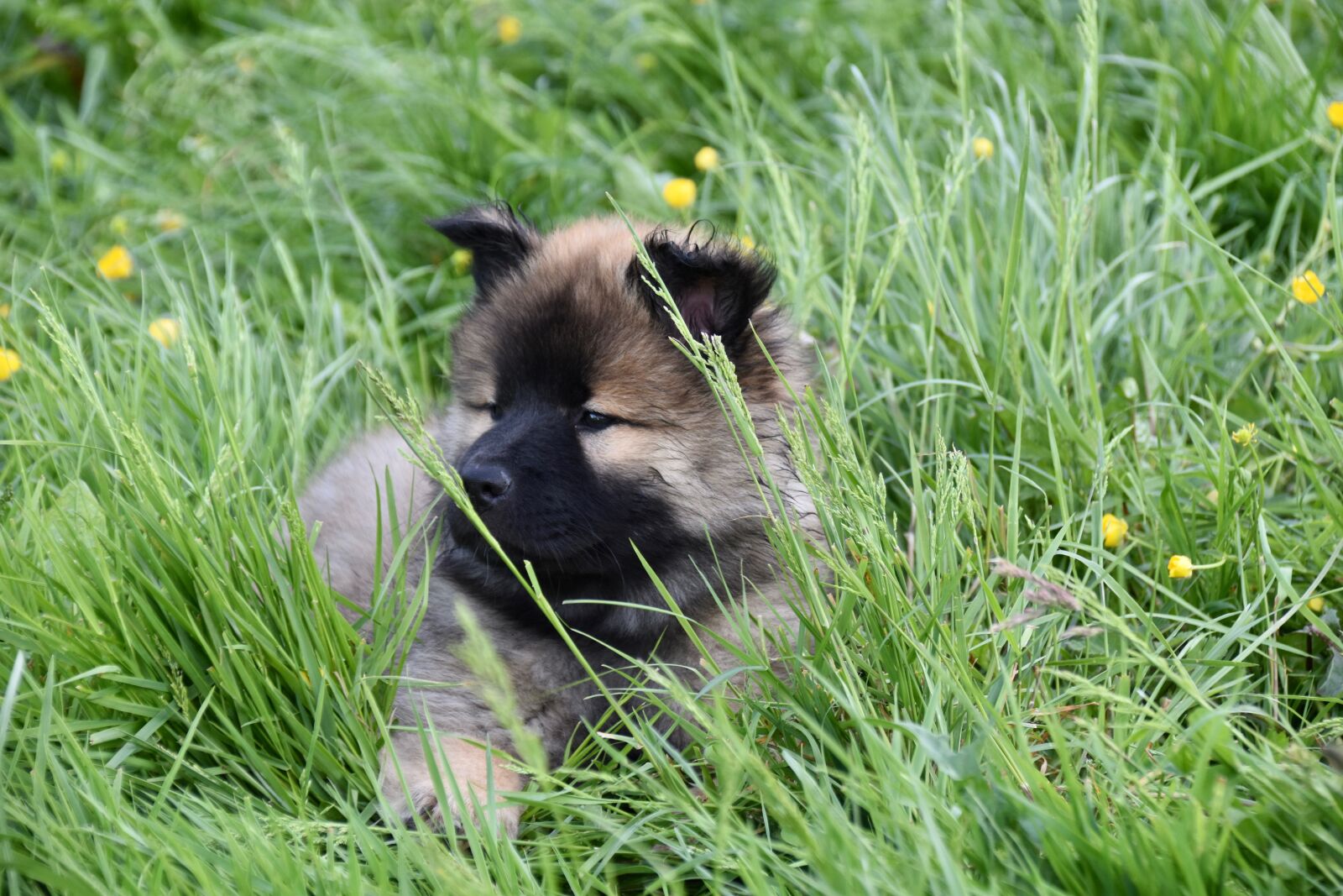 Nikon D5600 sample photo. Dog, bitch, pup photography