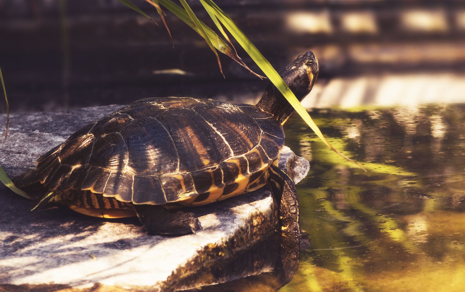 Canon EOS 1300D (EOS Rebel T6 / EOS Kiss X80) sample photo. Turtle, reptile, shell photography