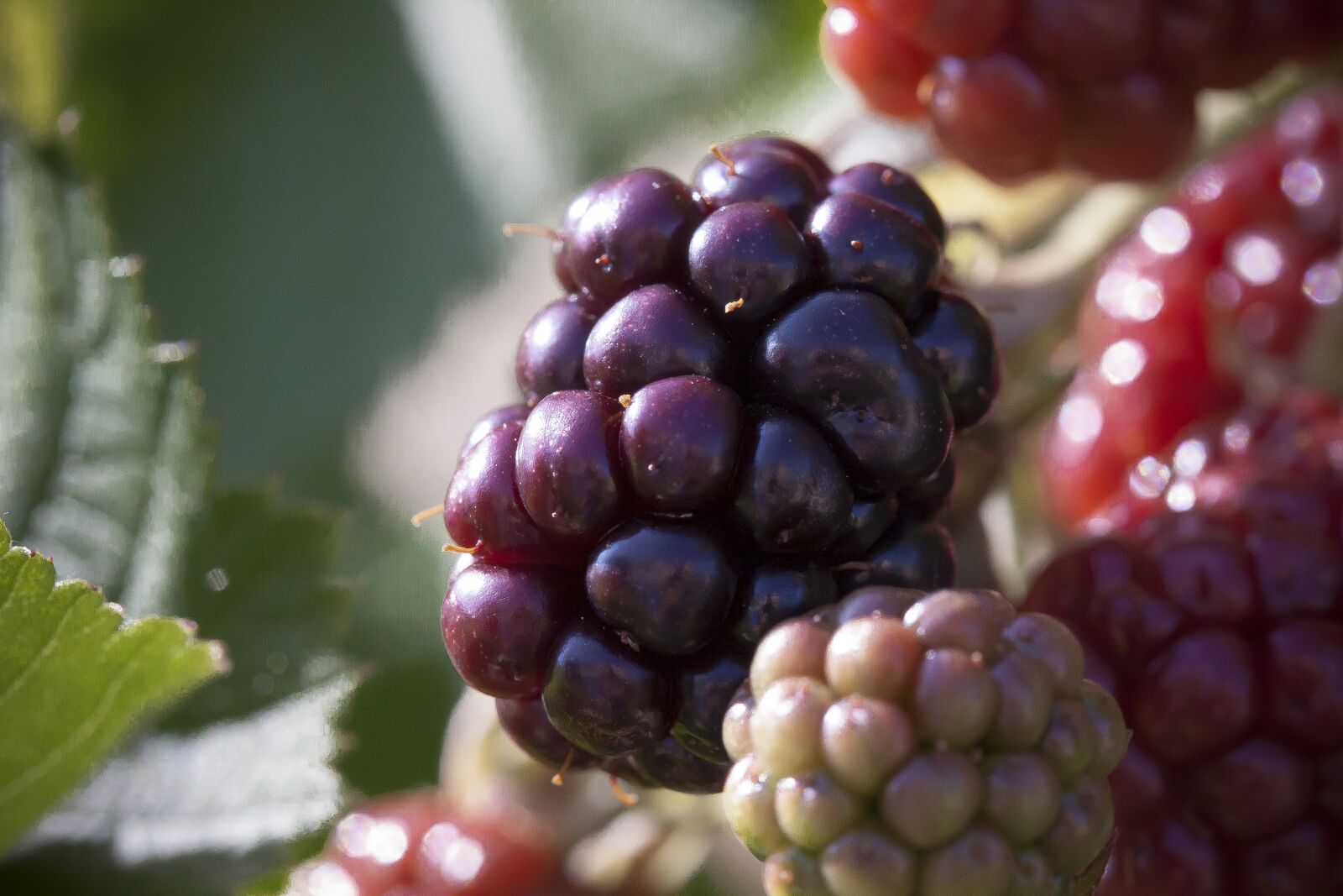 Canon EF-S 60mm F2.8 Macro USM sample photo. Blackberry, ripe, immature photography