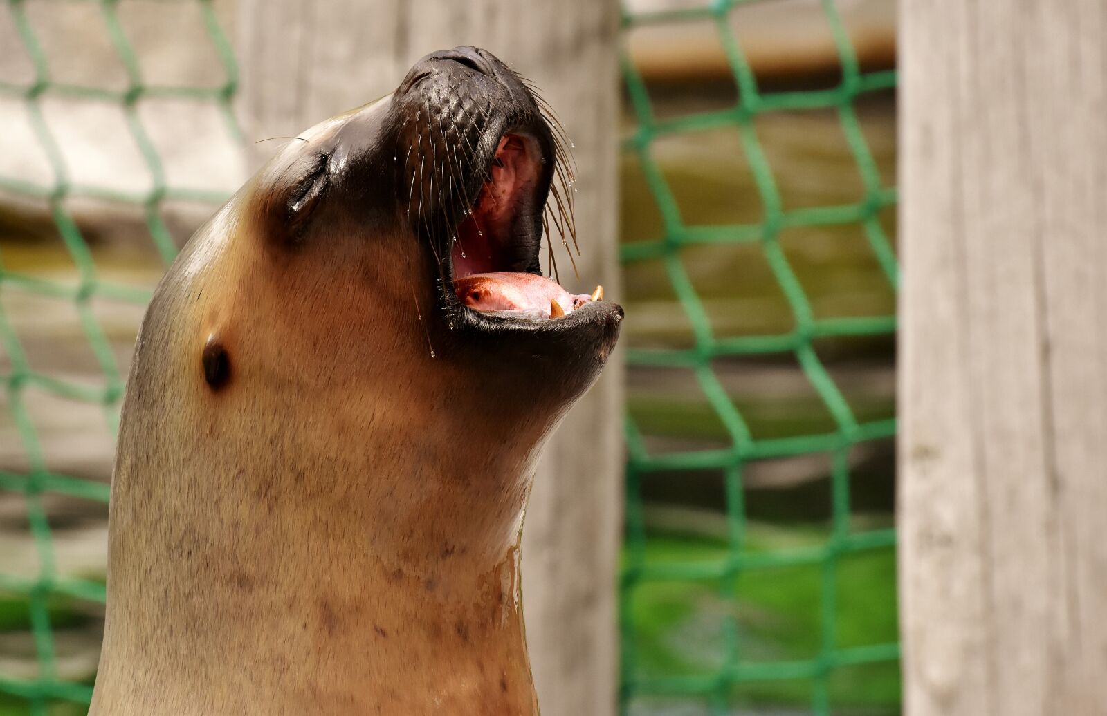 Nikon D7200 sample photo. Seal, sea lion, swim photography