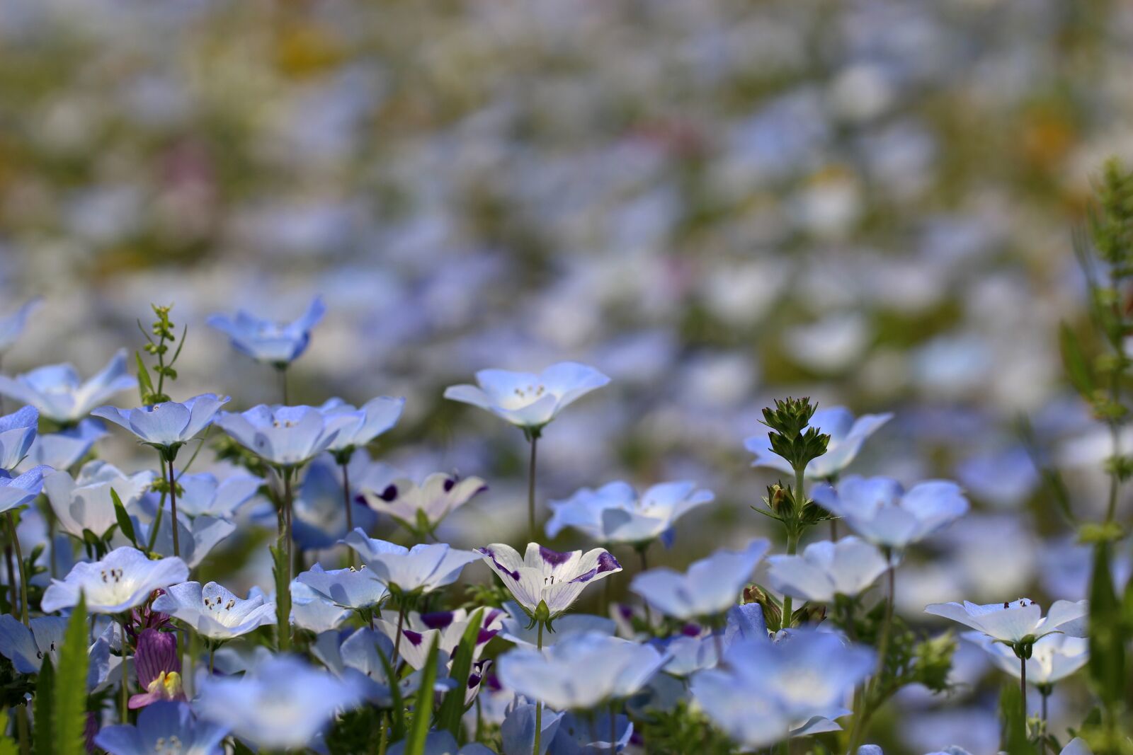 Canon EOS 100D (EOS Rebel SL1 / EOS Kiss X7) + Canon EF 100mm F2.8L Macro IS USM sample photo. Nemophila, flower, blue flowers photography