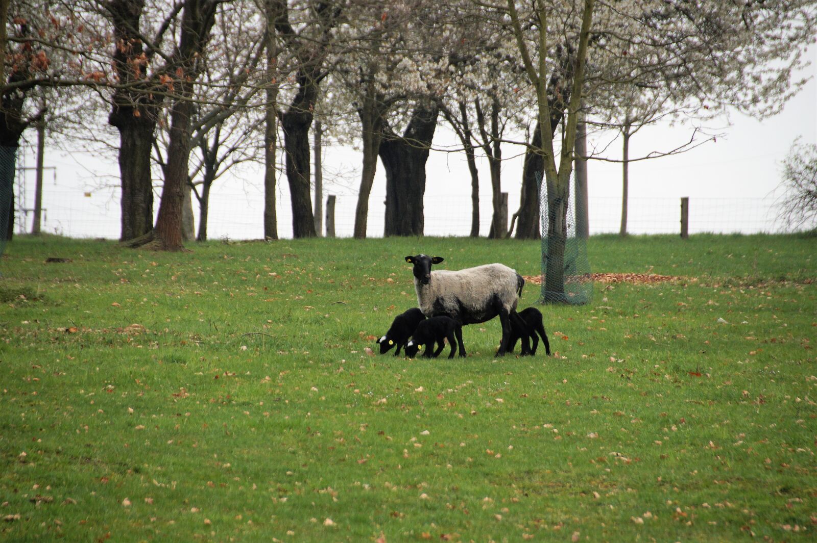 Sony SLT-A58 sample photo. Sheep, suffolk, animal photography