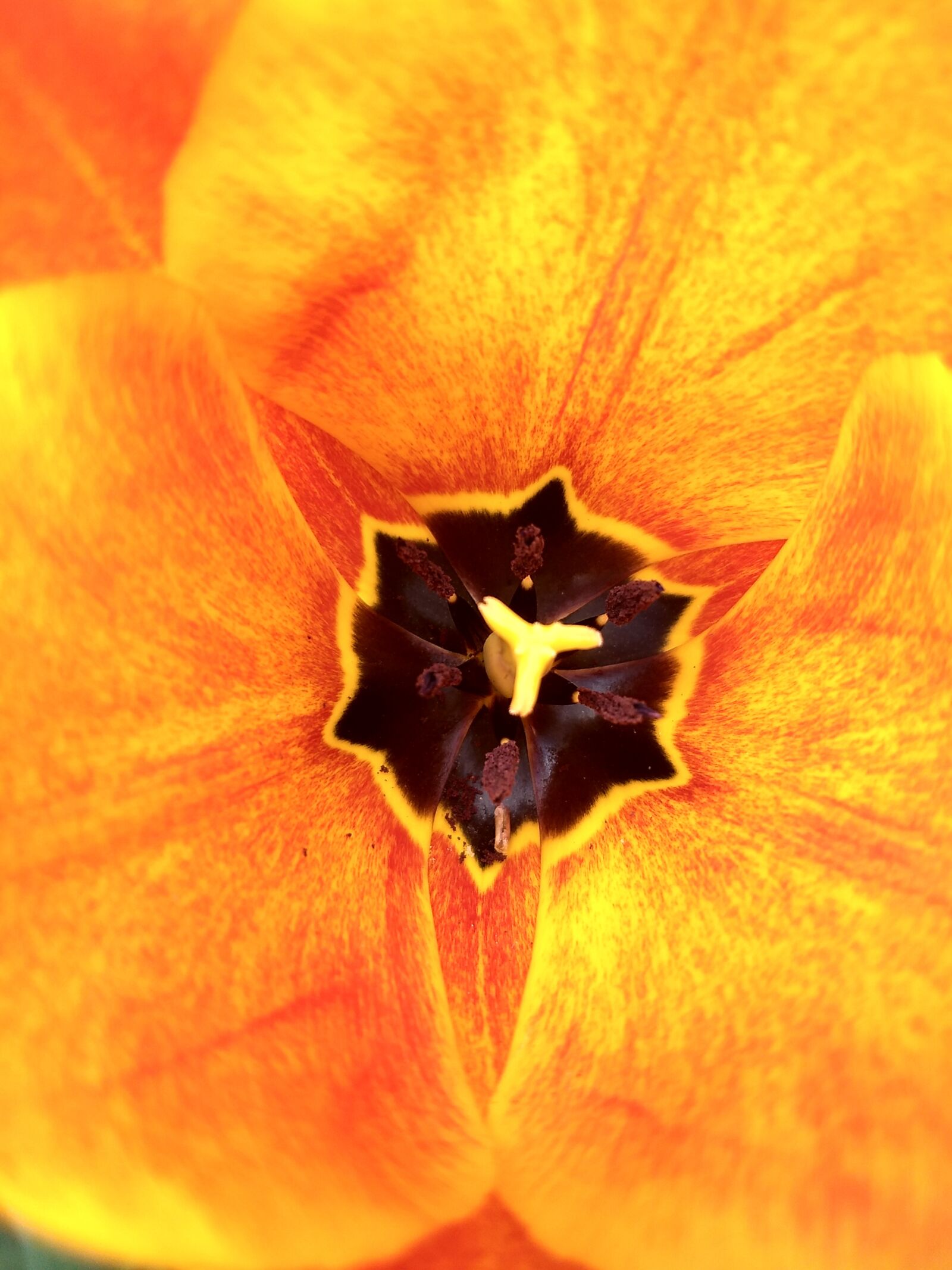 Motorola Moto G (5) Plus sample photo. Flower, orange, bloom photography