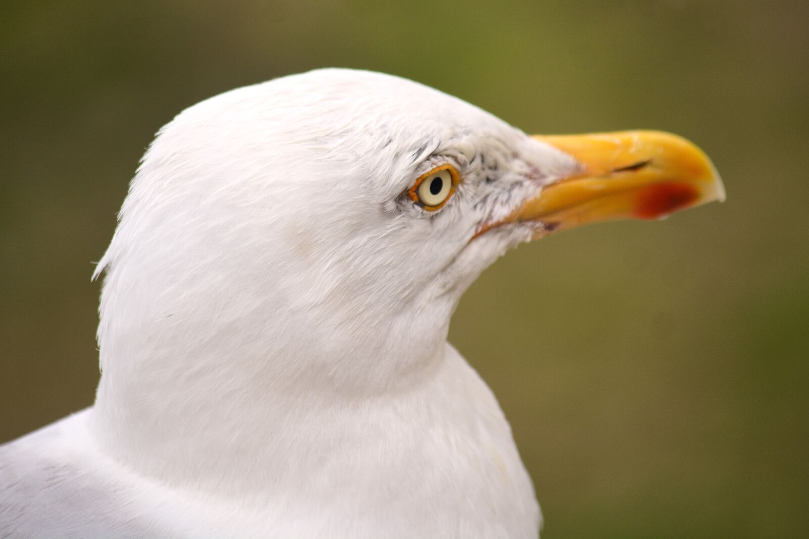 Nikon D5200 sample photo. Gull, bird, nature photography