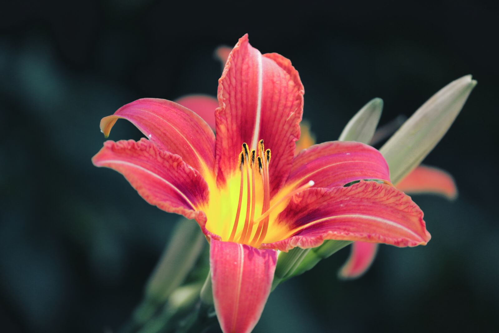 Canon EOS 200D (EOS Rebel SL2 / EOS Kiss X9) sample photo. Lily, red, orange photography