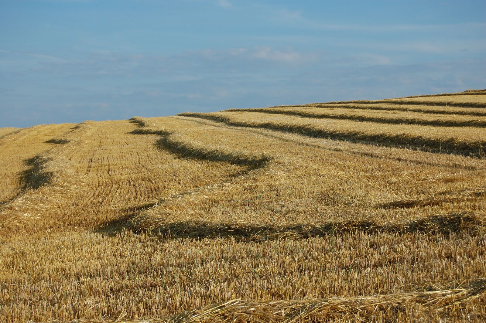 Nikon D40 sample photo. Field, grain, nature photography