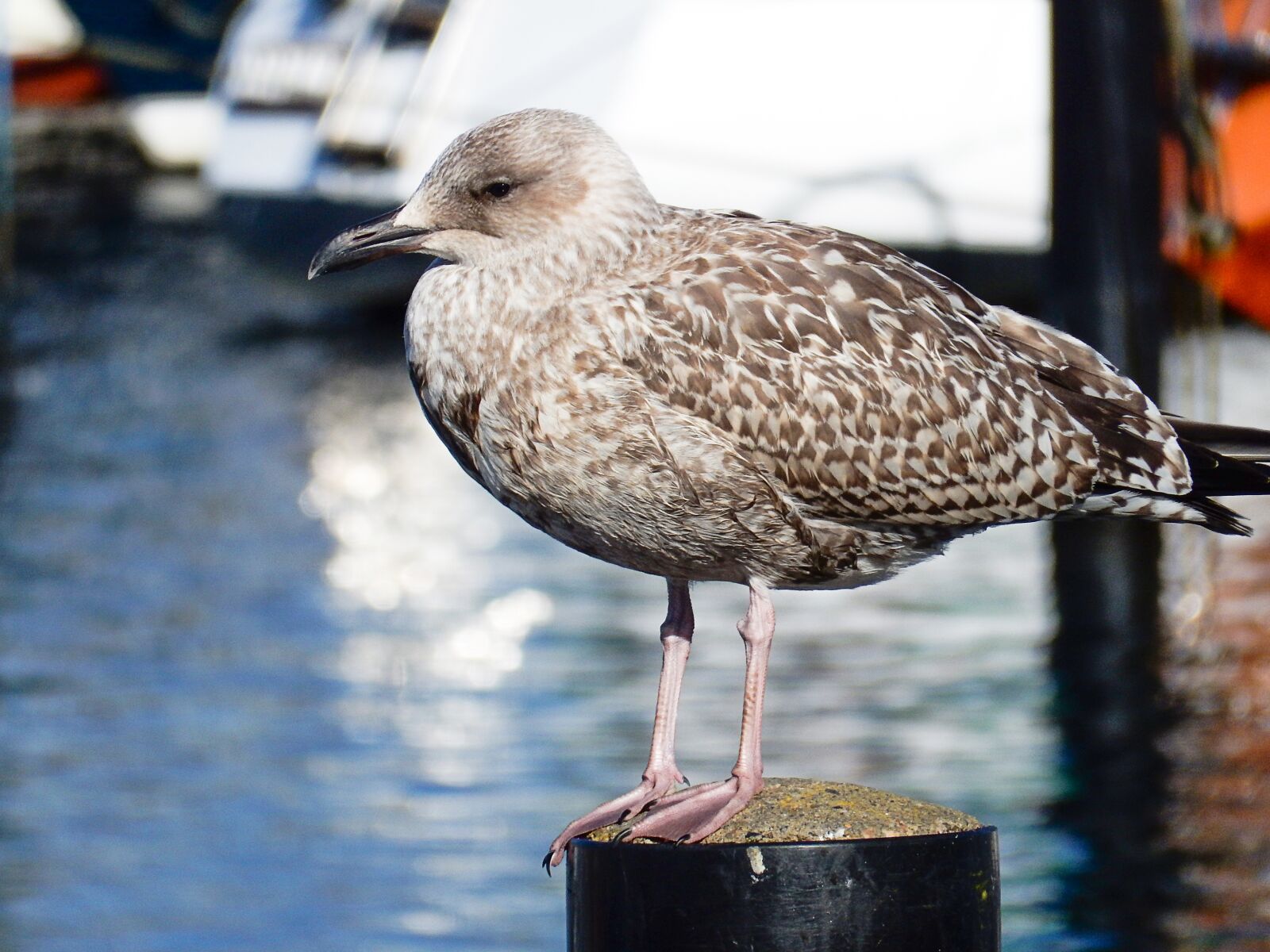 Nikon Coolpix S9900 sample photo. Seagull, bird, bollard photography