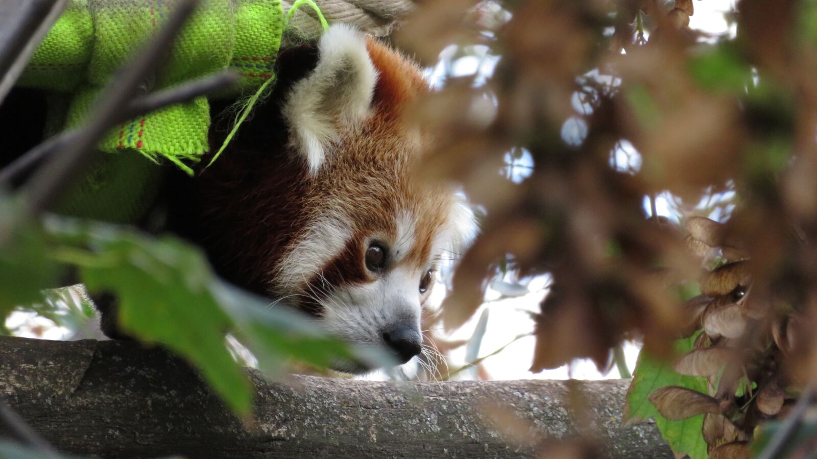 Canon PowerShot SX720 HS sample photo. Animal, red panda, panda photography
