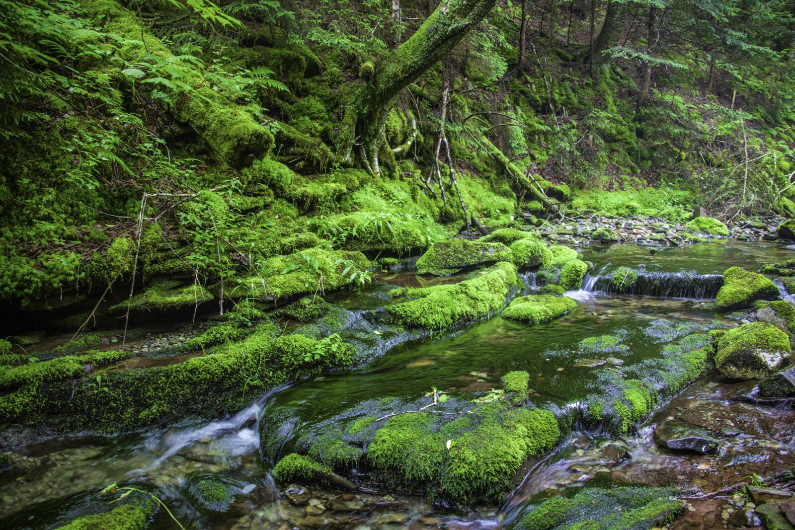 Canon EOS 5D Mark II sample photo. Nature, water, stream photography