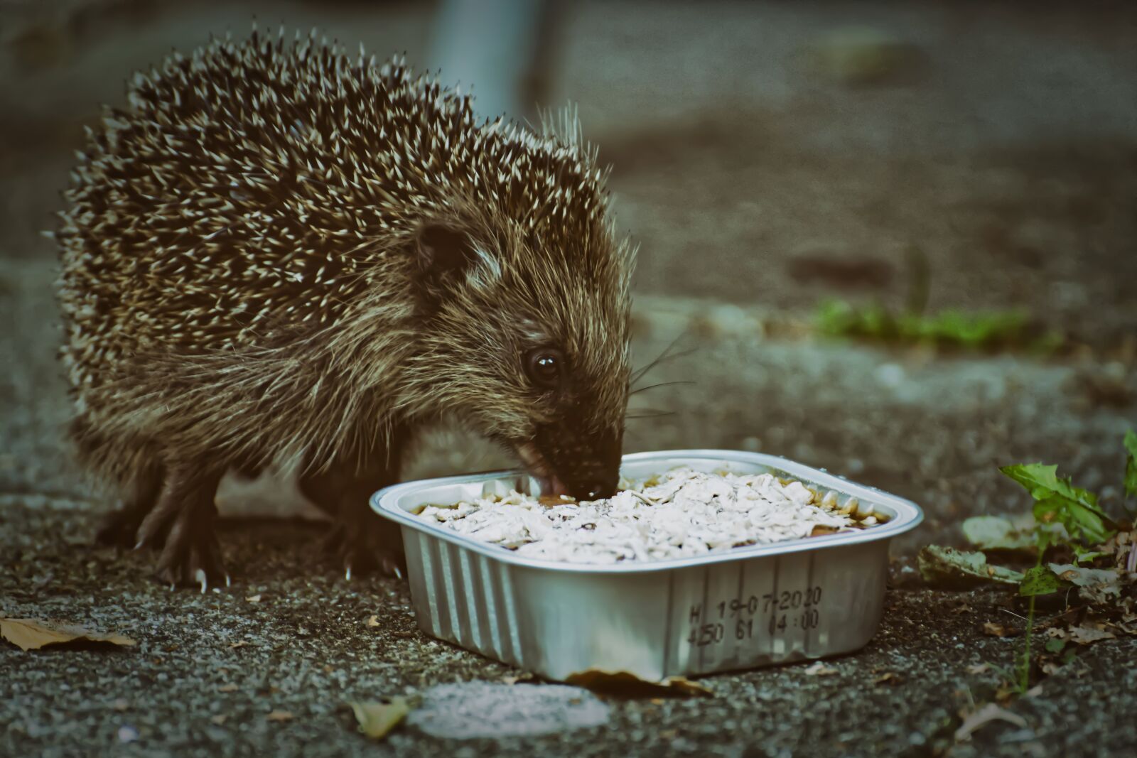 Nikon D7200 sample photo. Hedgehog child, food, small photography