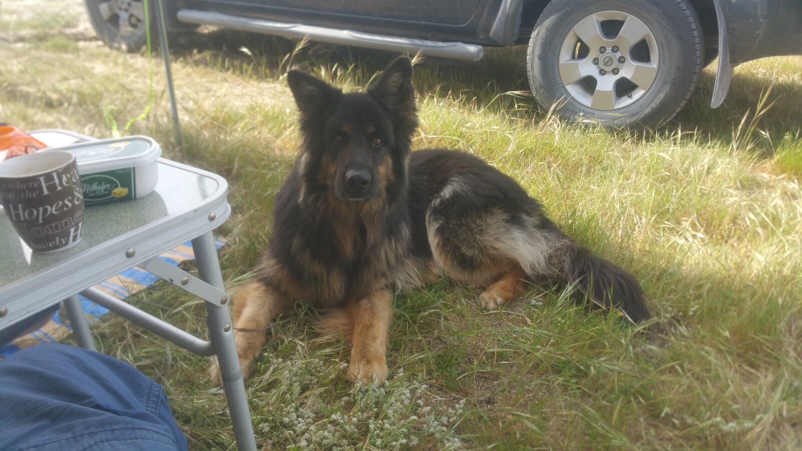 Samsung Galaxy Note4 sample photo. Old, german, shepperd photography