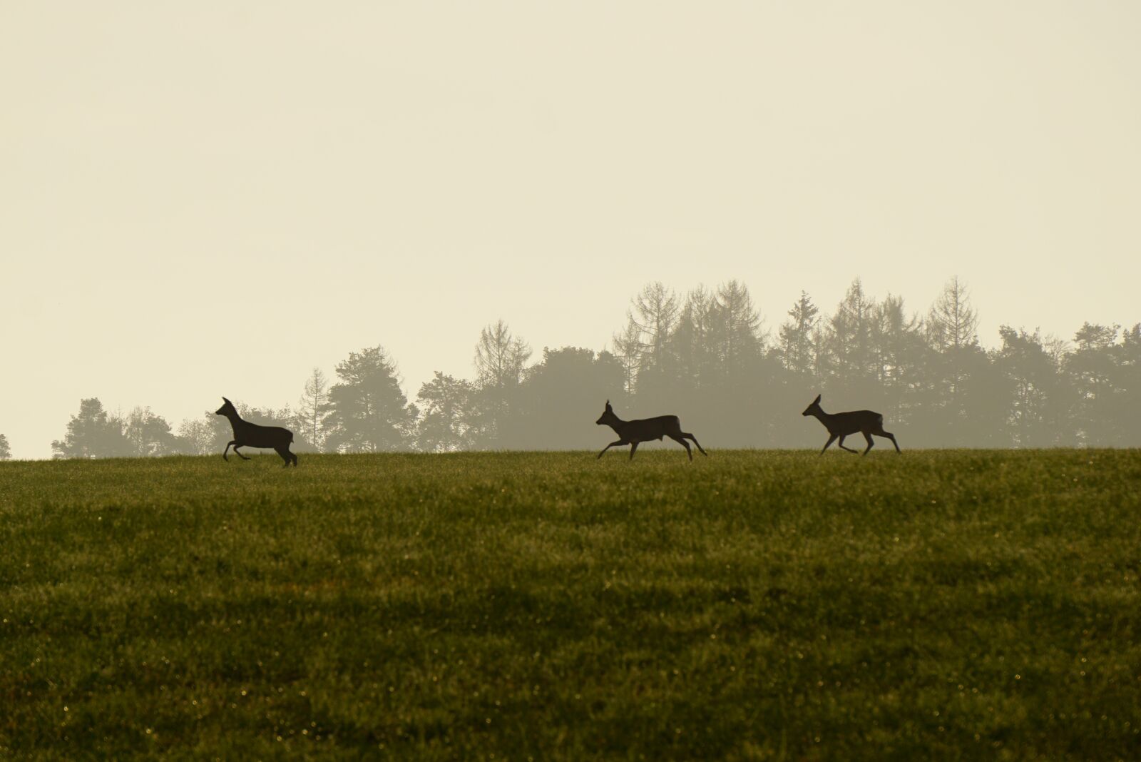 Sony a6000 sample photo. Silhouette, deer, meadow photography