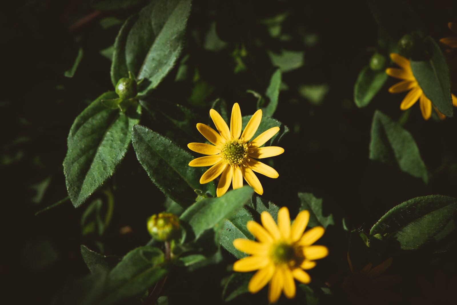 Nikon D750 sample photo. Hussars buttons, yellow, flowers photography