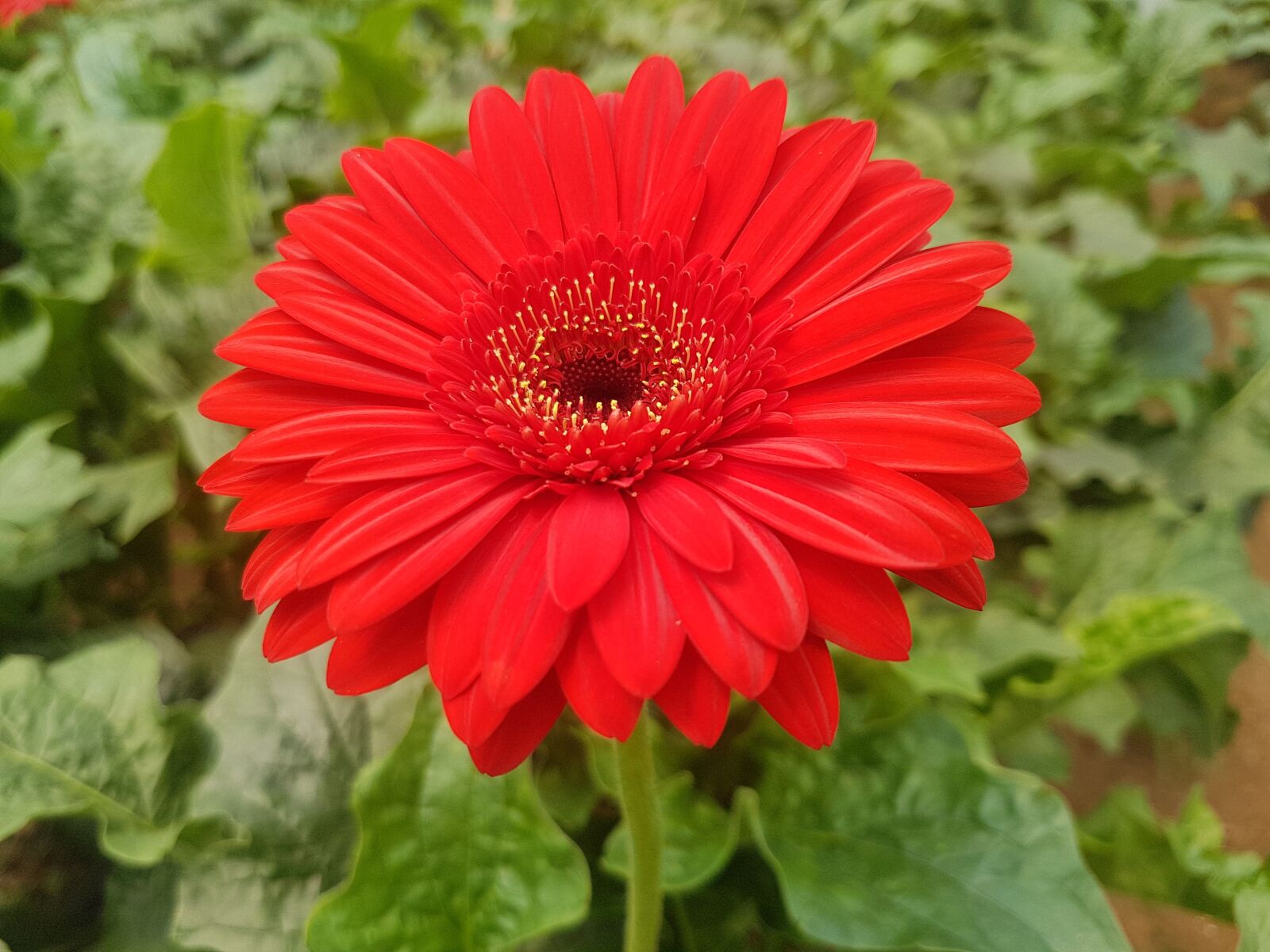 Samsung Galaxy S7 Edge sample photo. Nature, flower, flora photography