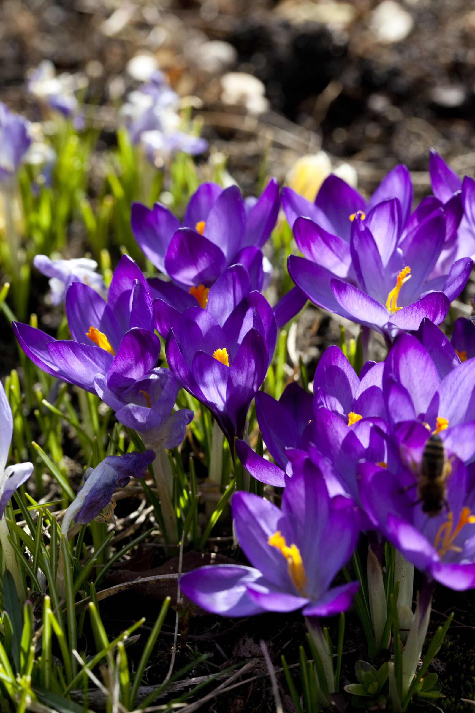 Canon EOS 5D Mark II sample photo. Krokus, violet, flower photography