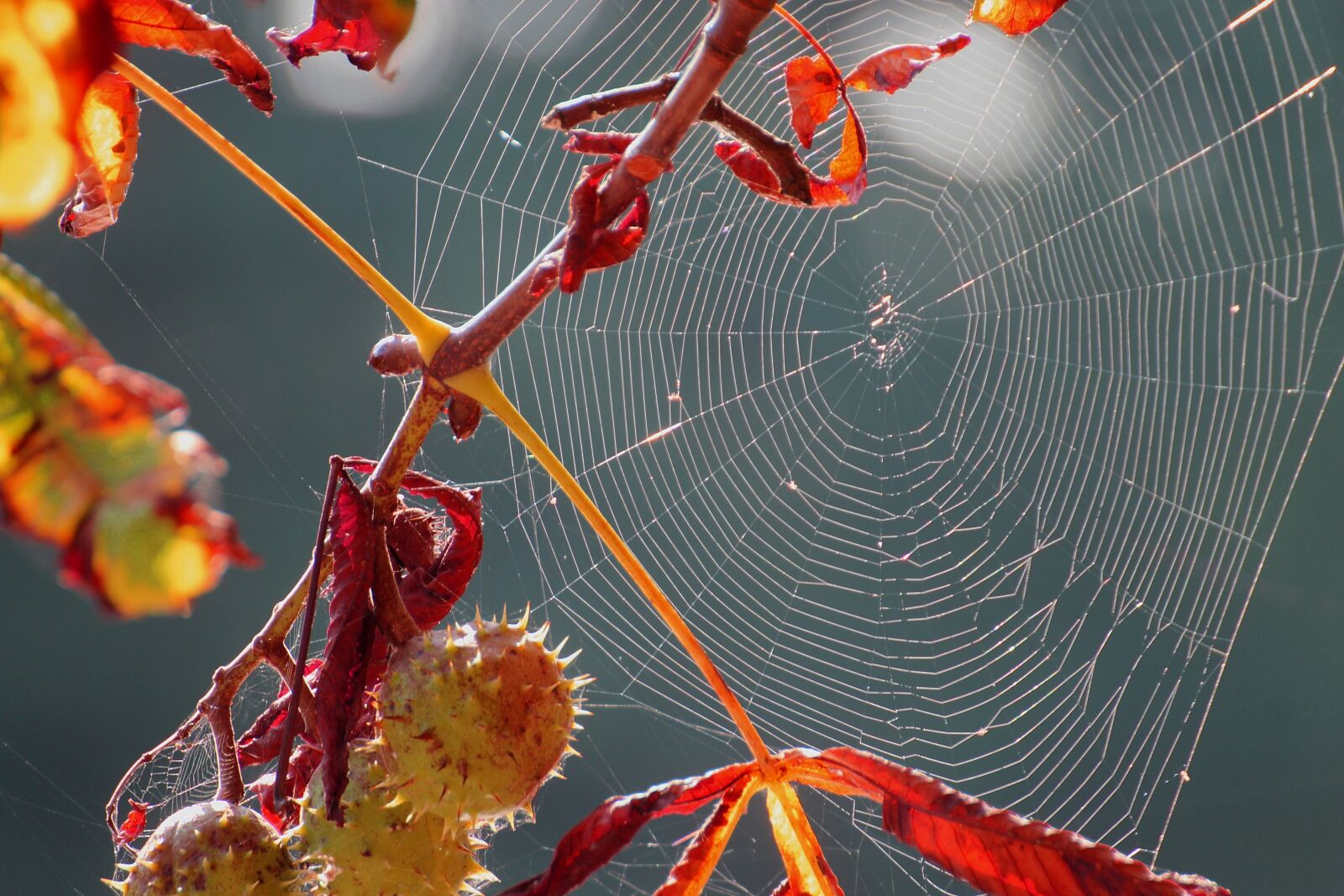 Canon EOS 600D (Rebel EOS T3i / EOS Kiss X5) sample photo. Spider webs, weave, spin photography