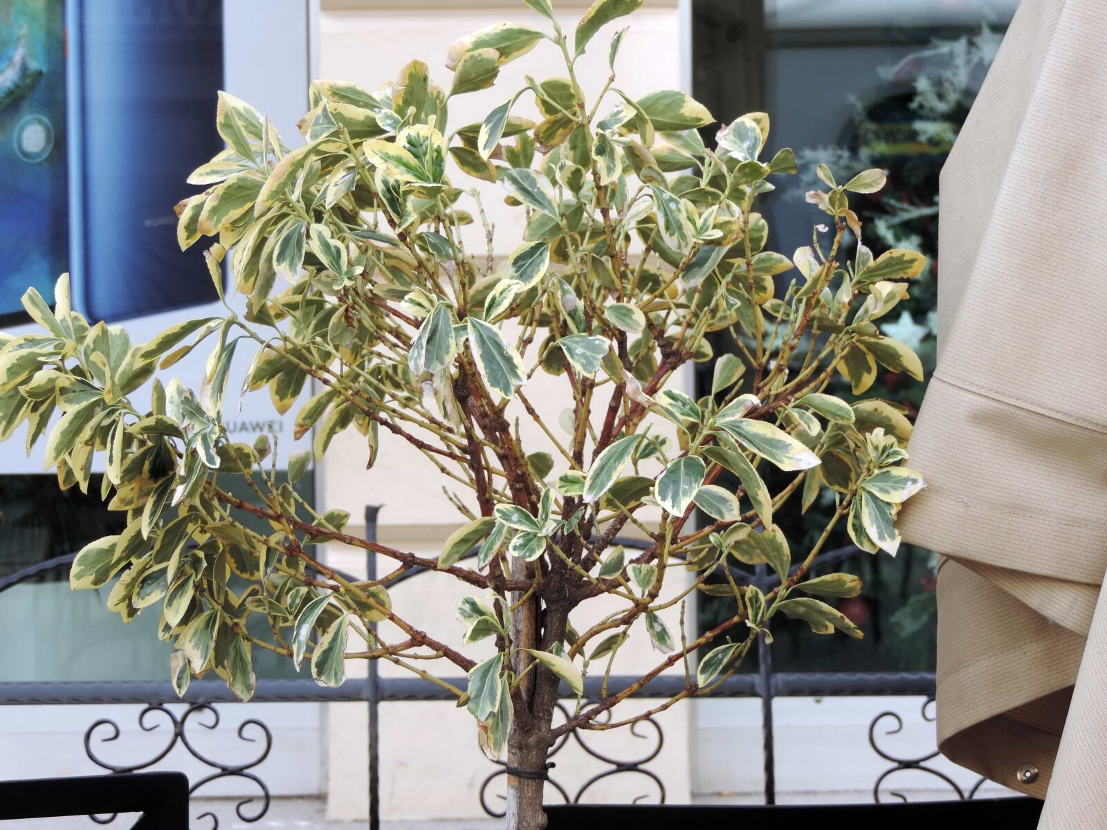 Nikon Coolpix P520 sample photo. Plant, bonsai, tree, flora photography