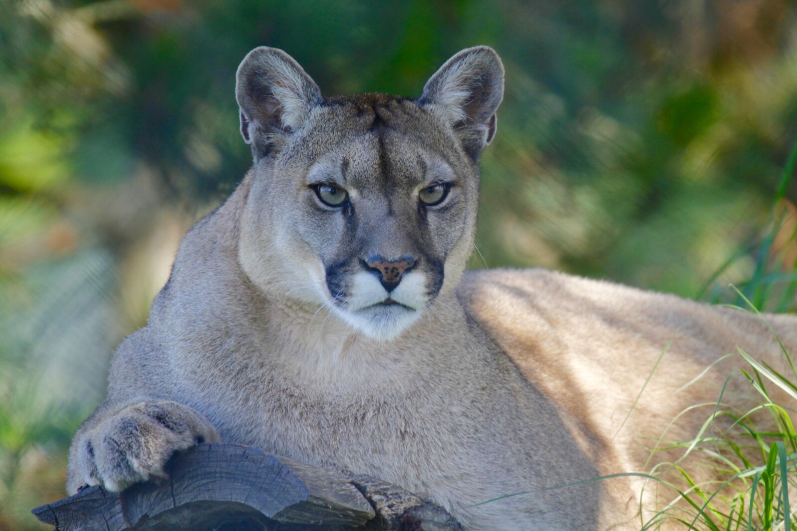 Canon EOS 7D sample photo. Mountain lion, wild, elephant photography