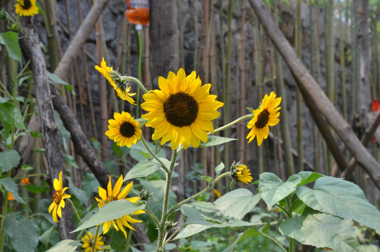 Nikon D5100 sample photo. Sunflower, petal, chaoyang flowers photography