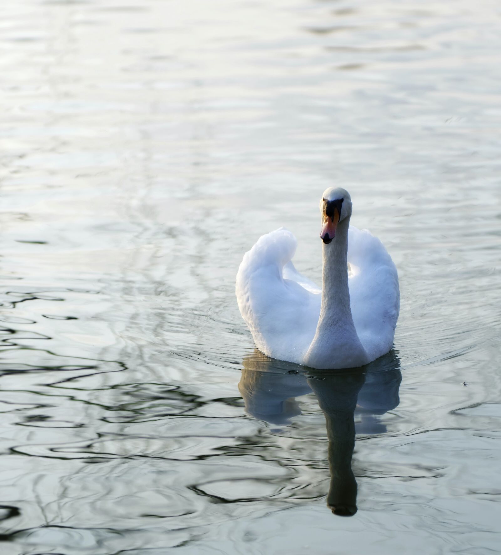 Nikon D5300 sample photo. The swan, bird, plumage photography