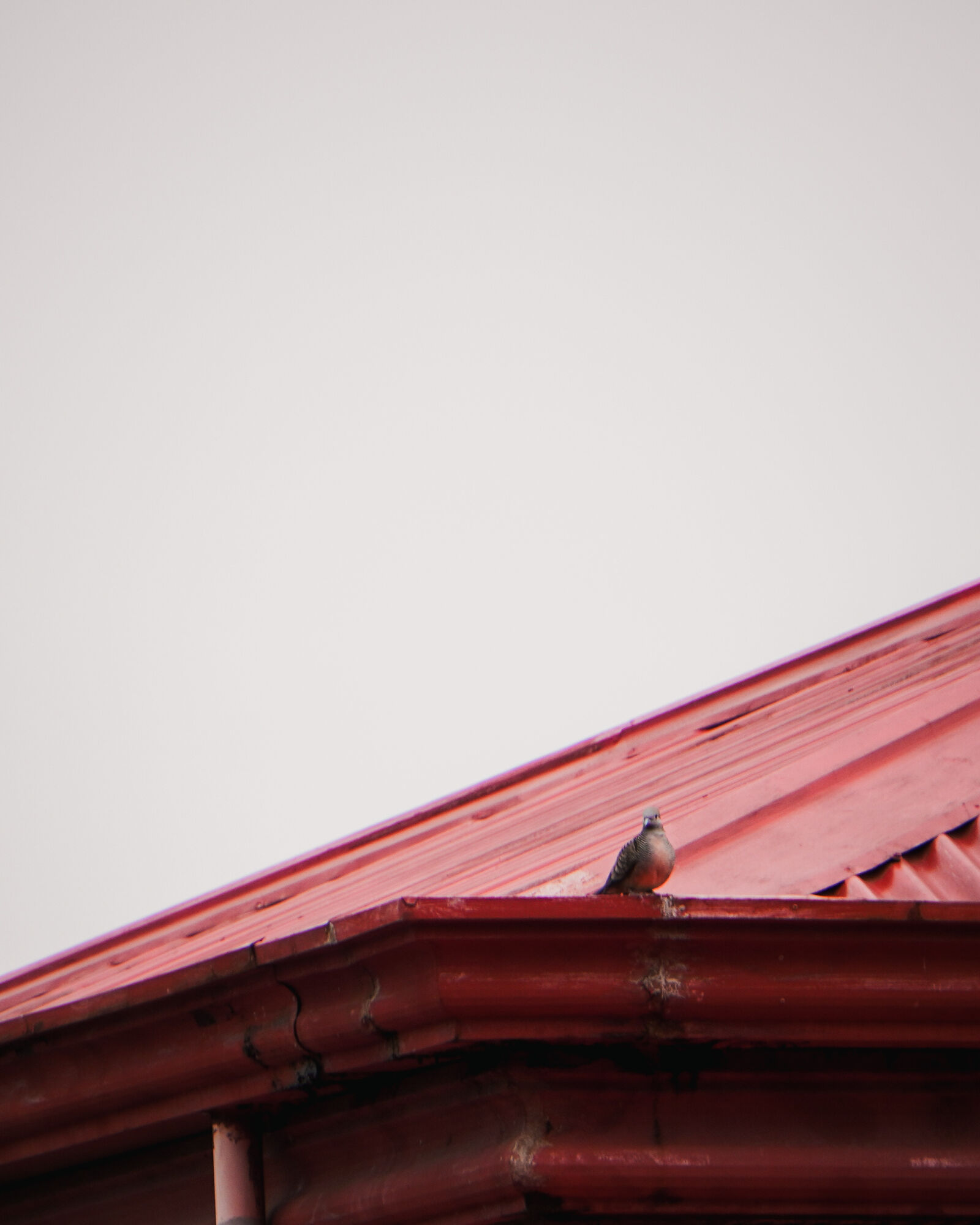 Sony ZV-E10 sample photo